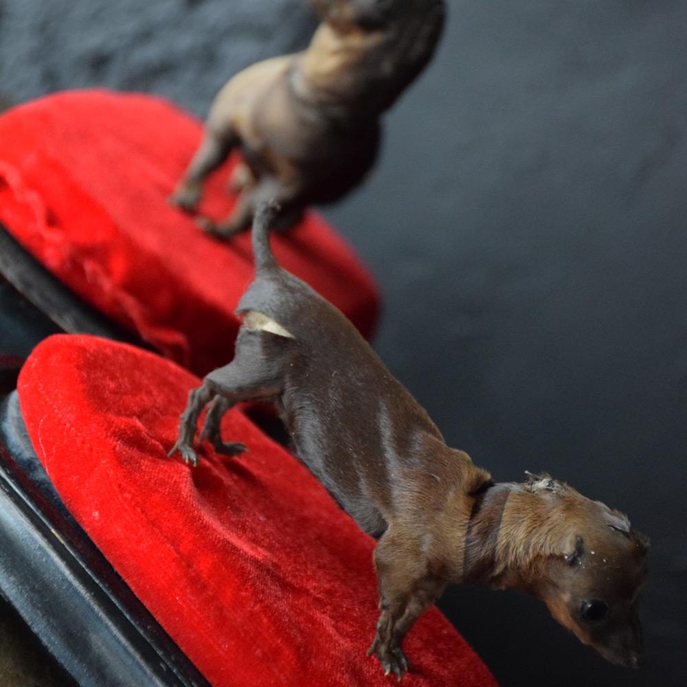 19th Century Pair of Miniature Taxidermy Dogs 1