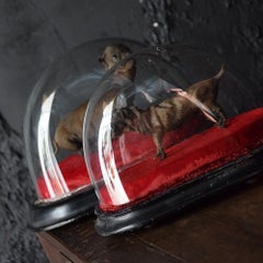 19th Century Pair of Miniature Taxidermy Dogs