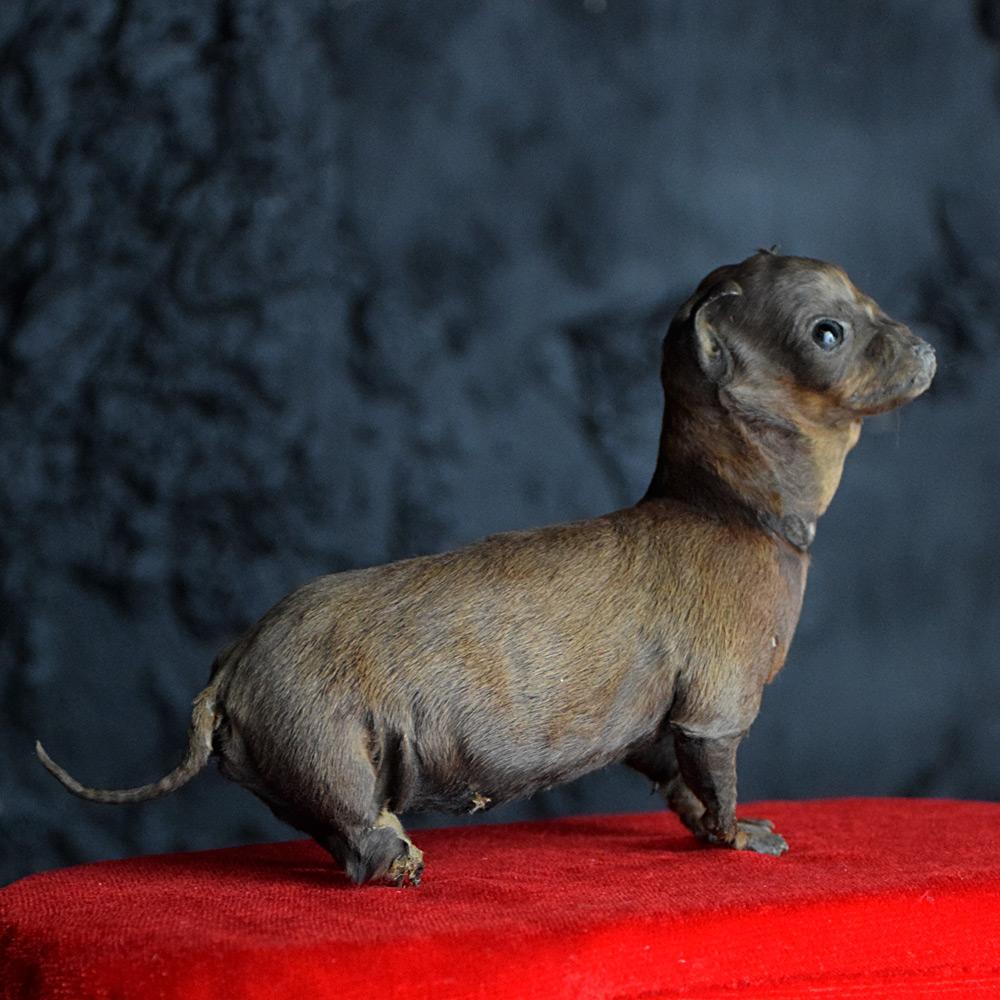 taxidermy sausage dog