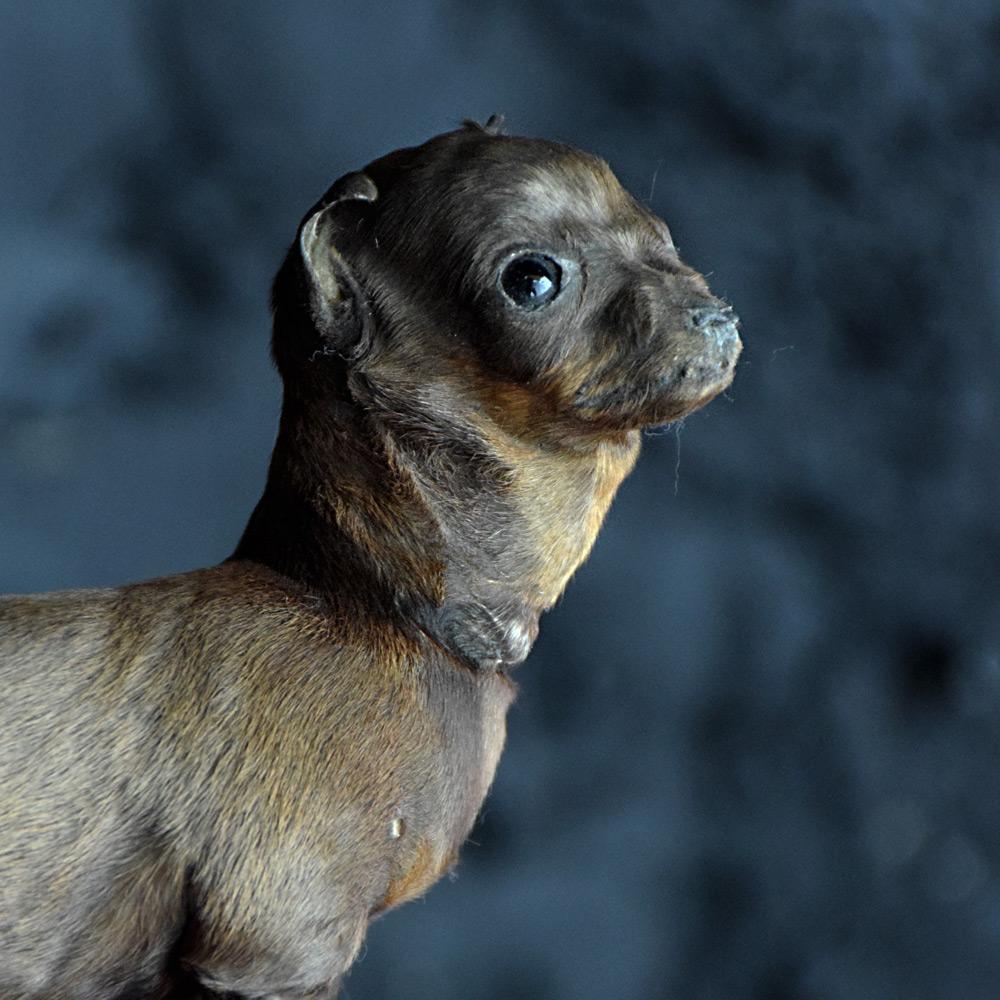 Hand-Crafted 19th Century Pair of Miniature Taxidermy Dogs