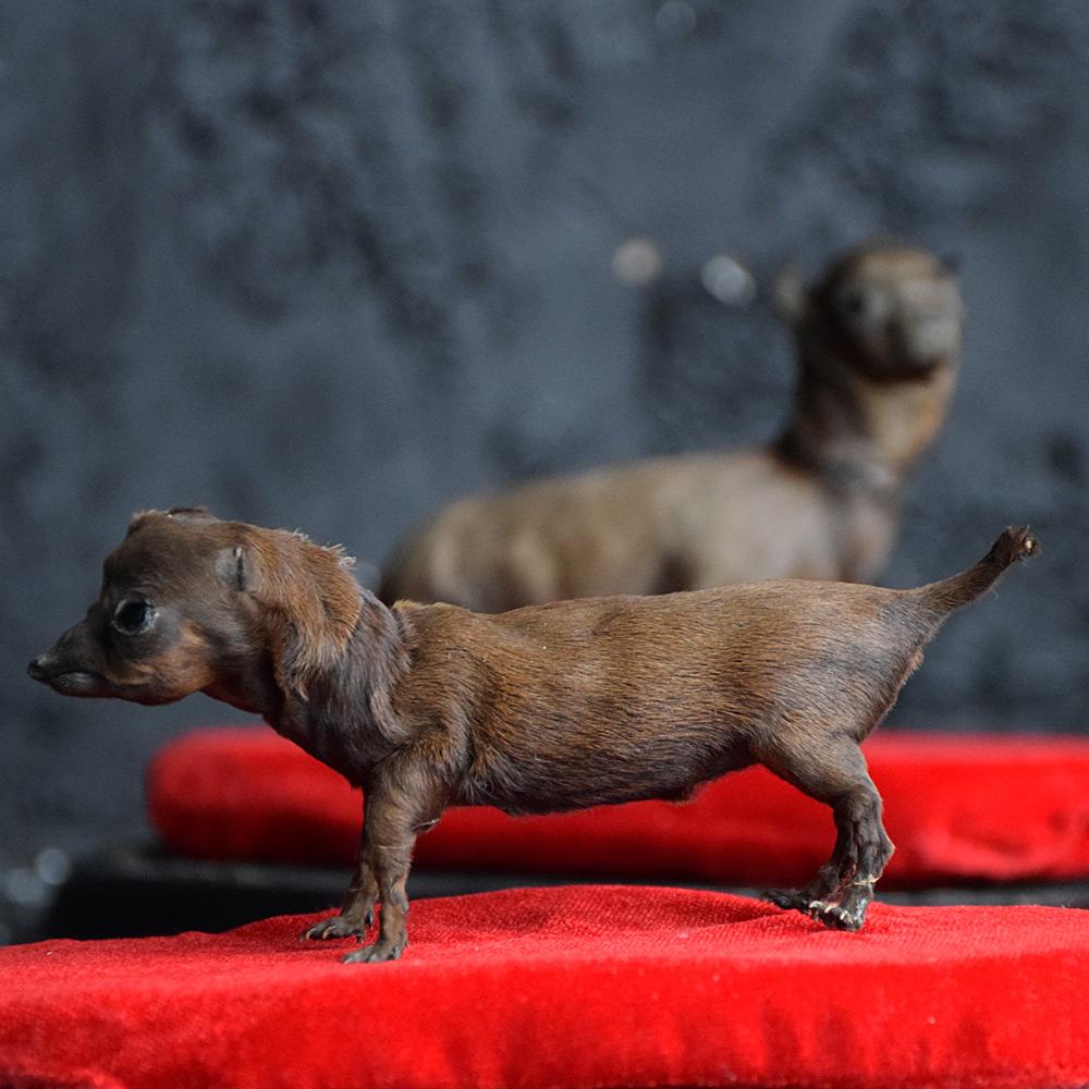 Late 19th Century 19th Century Pair of Miniature Taxidermy Dogs