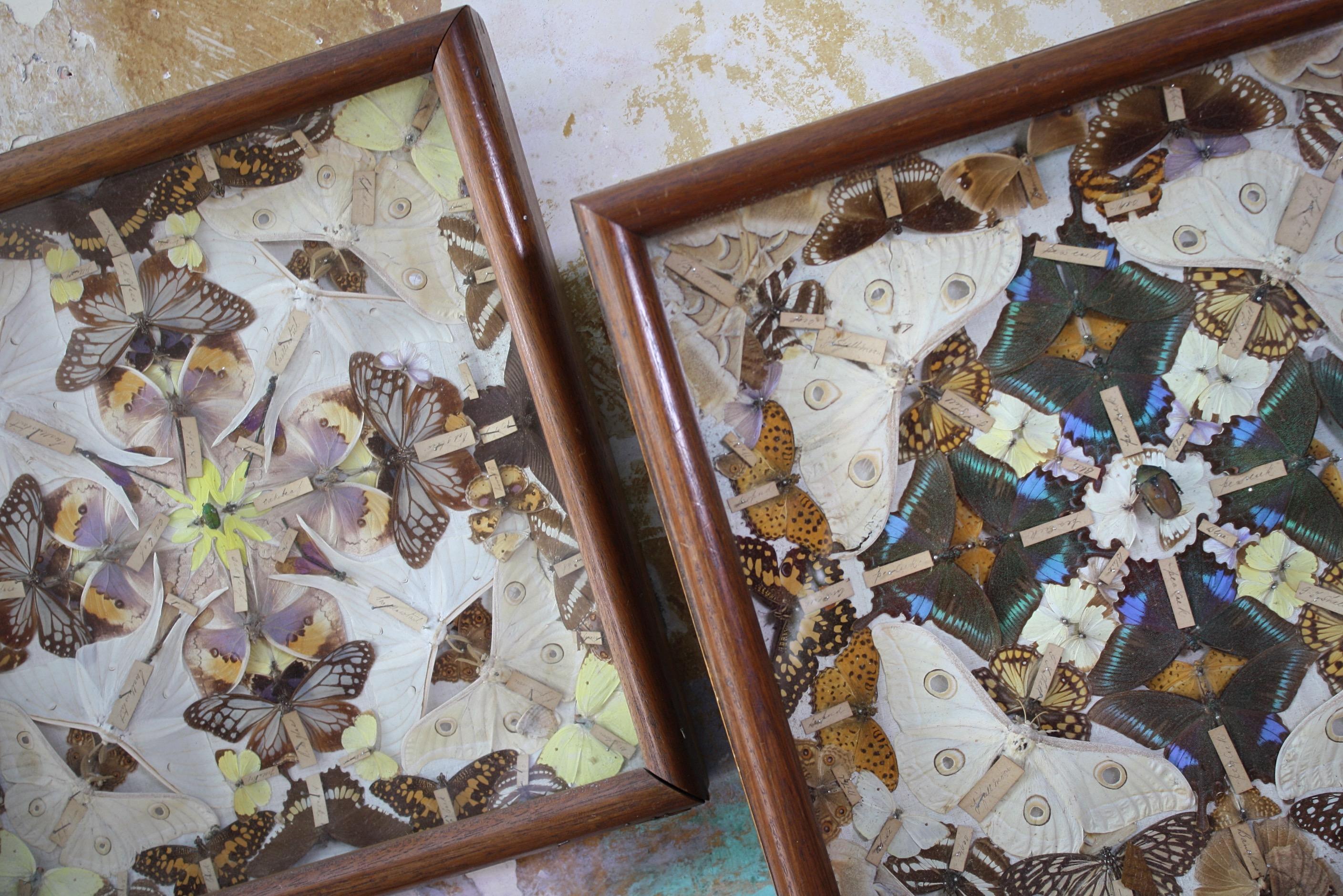 19th Century Pair of Taxidermy Butterfly & Beetle Display Show Cases  8