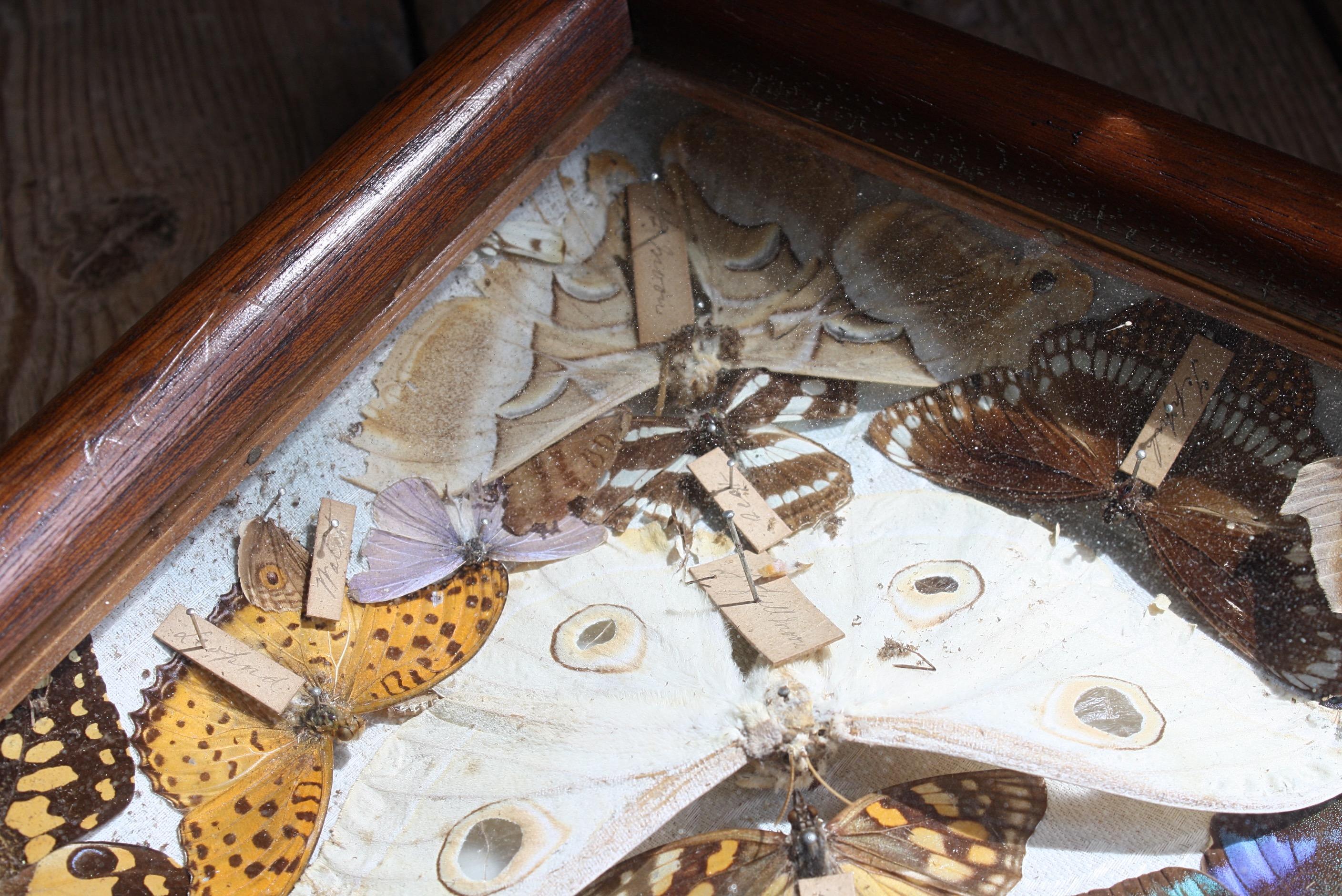 Natural Fiber 19th Century Pair of Taxidermy Butterfly & Beetle Display Show Cases 