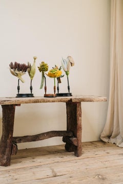 19th Century Papier Maché Brendel Botanical Flower Models