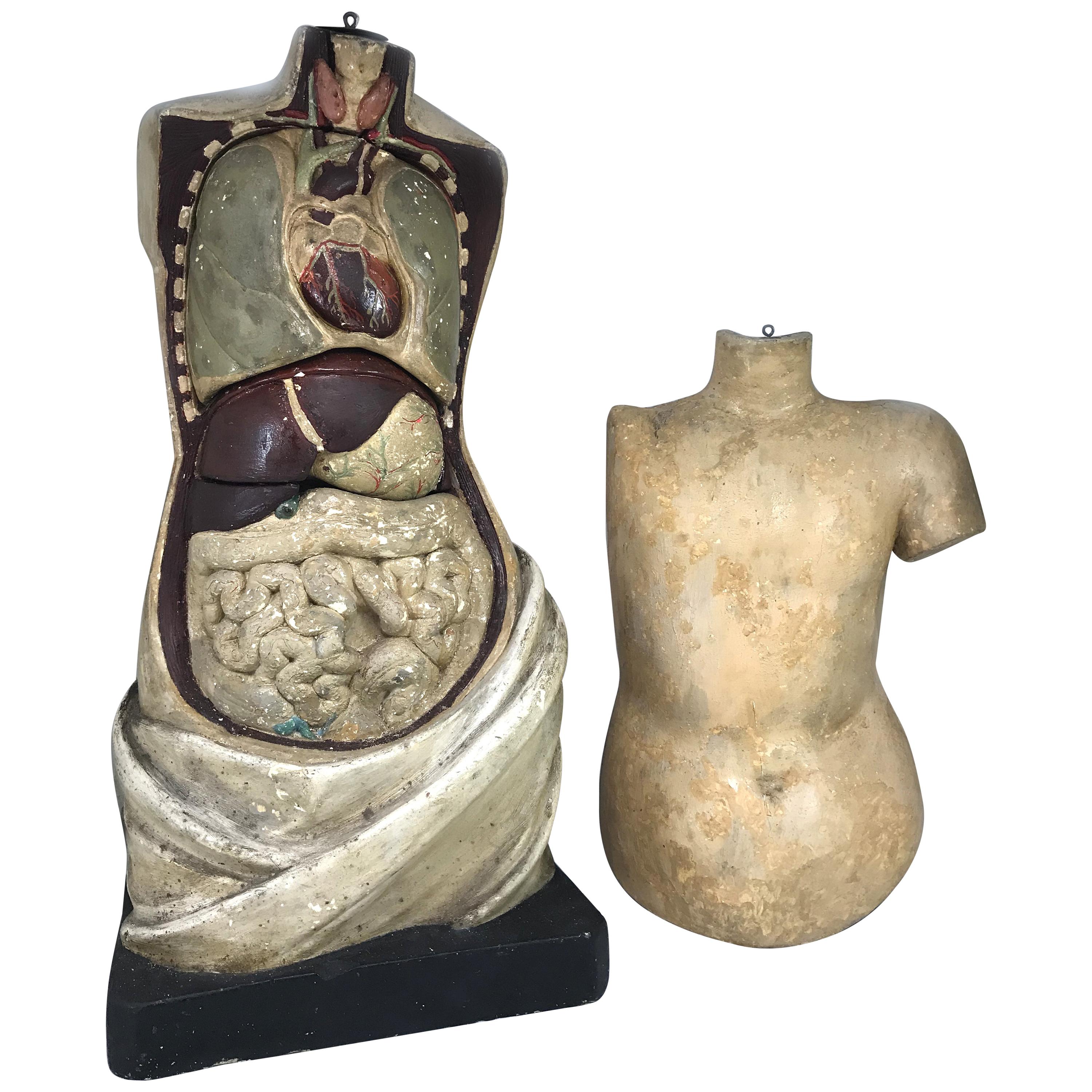19th Century Plaster Anatomy Teaching Model Torso with Removable Organs