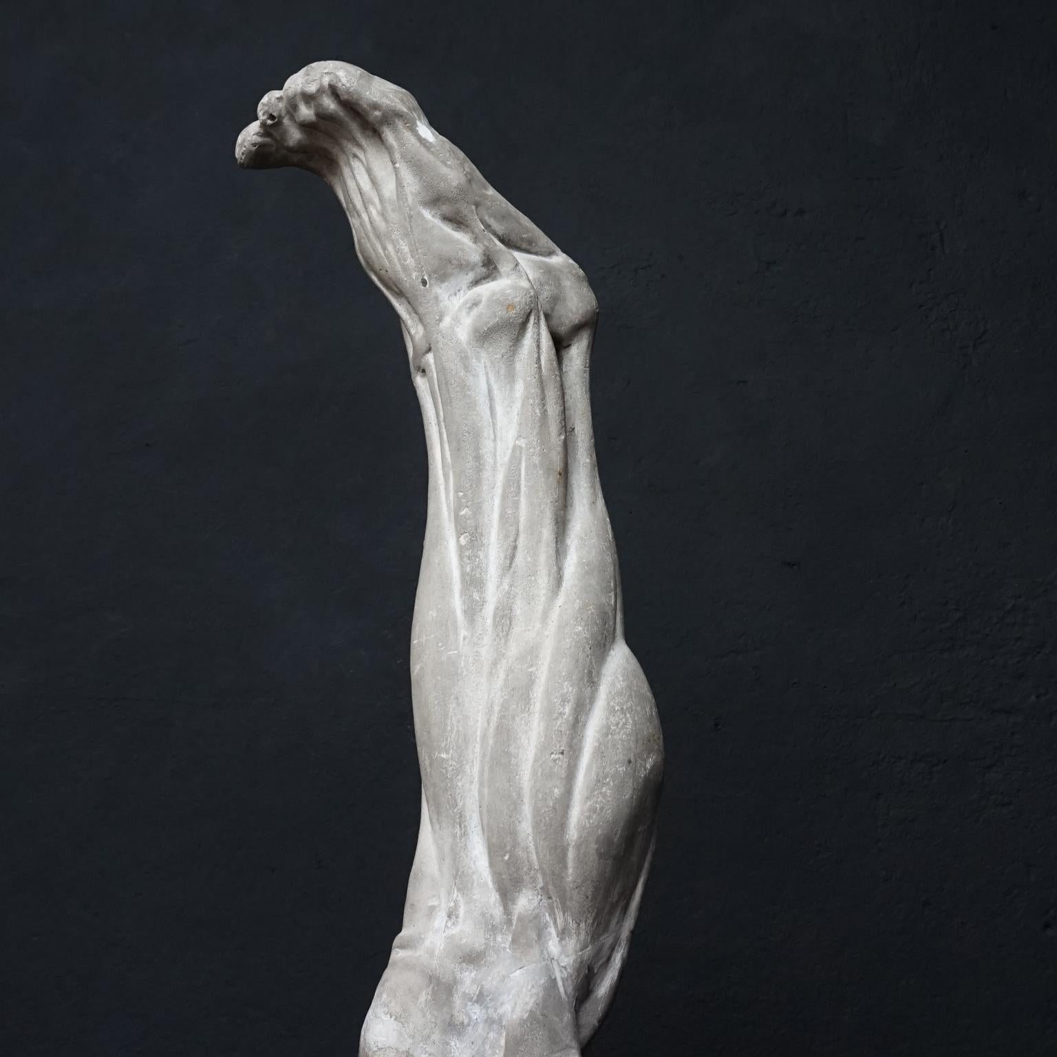 19th Century Plaster Muscle Study of Human Leg from the Rijksacademie, Amsterdam 5