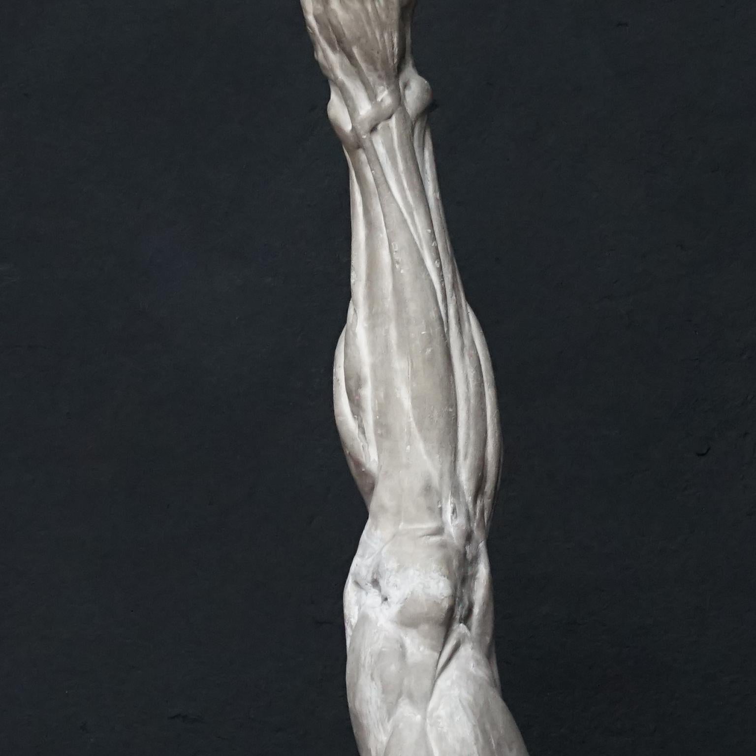 19th Century Plaster Muscle Study of Human Leg from the Rijksacademie, Amsterdam 6