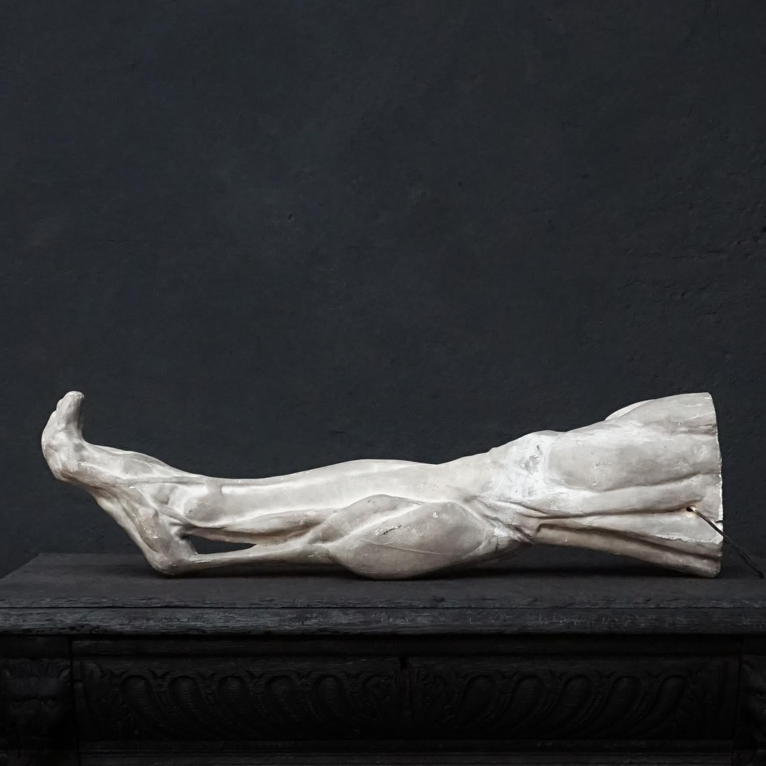 A beautiful antique articulated muscle study plaster cast of a human leg. 

Great muscular structure. There is a hanging wire from where it used to hang in storage. 
Used at the Rijksacademie in Amsterdam for teaching anatomy in drawing and