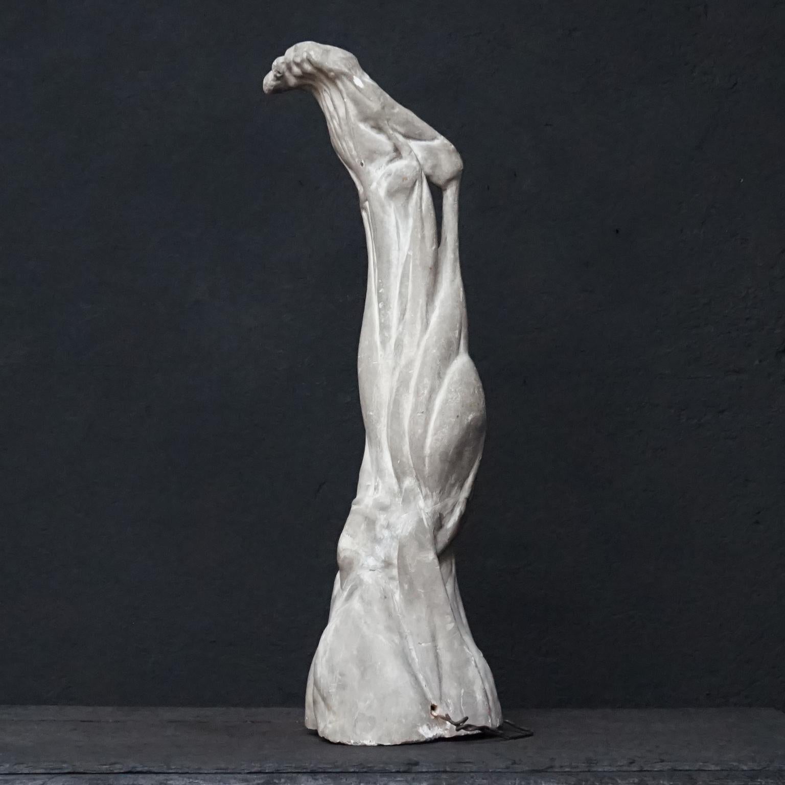 Cast 19th Century Plaster Muscle Study of Human Leg from the Rijksacademie, Amsterdam