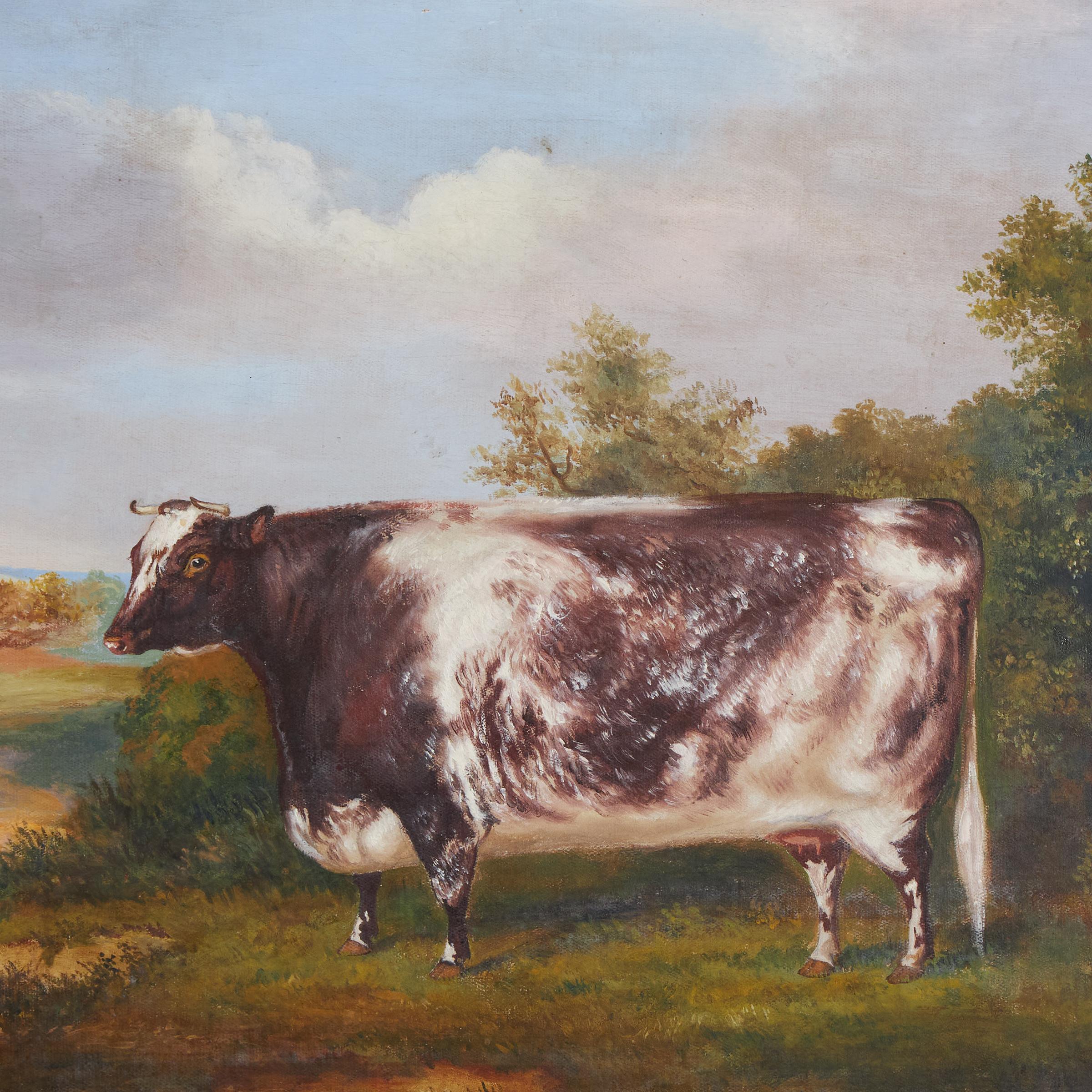 prize cow