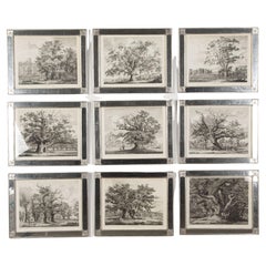 Portraits d'arbres britanniques au XIXe siècle