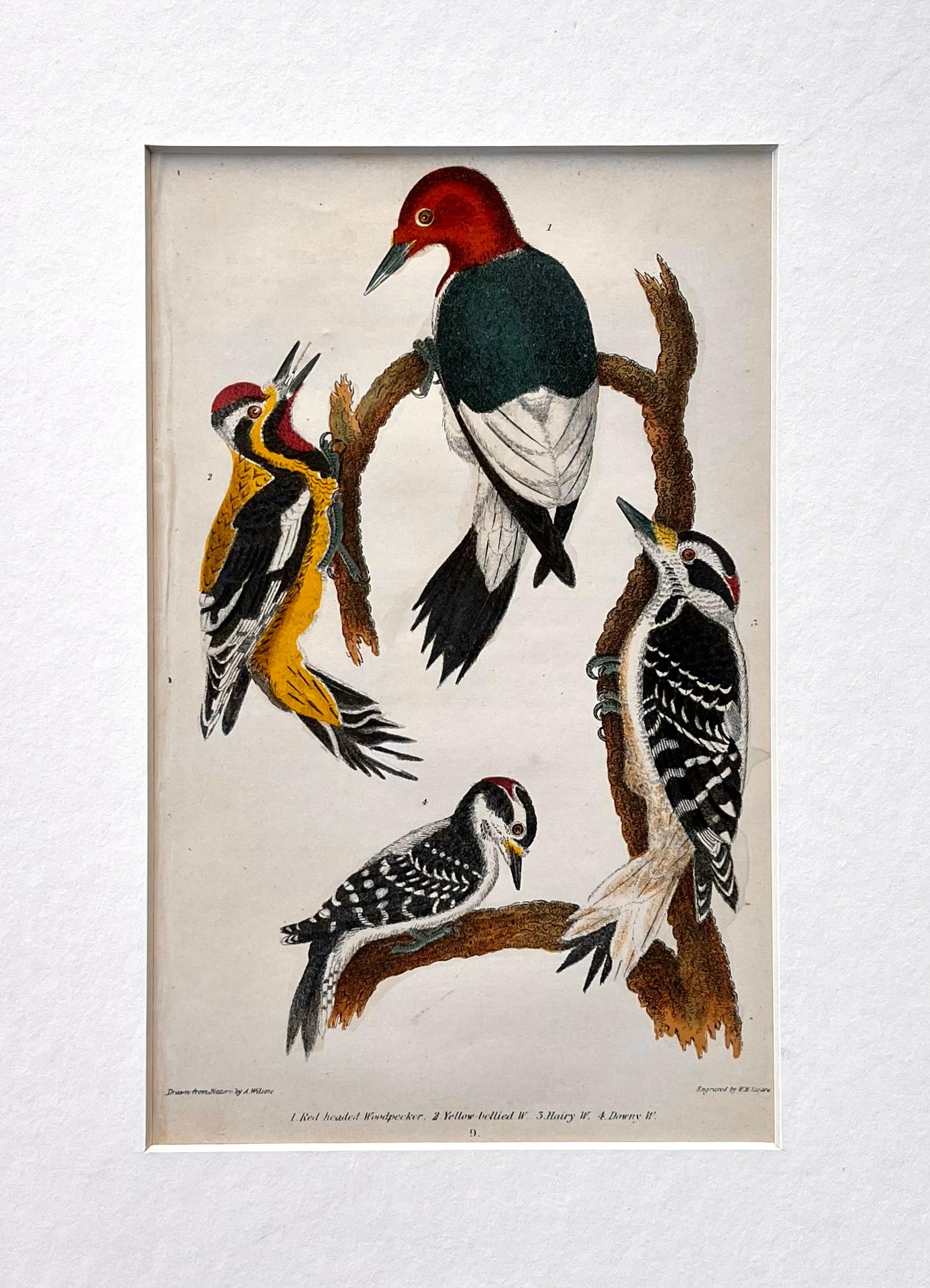 Matted Print of:

1. Red headed Woodpecker. 2. Yellow bellied W. 3 Hairy W. 4. Downy W.

Subscript: Lower Left: Drawn from Nature by A. Wilson.; Lower Center: 9.; Lower Right: Engraved by W. H. Lizars.

Artist: Alexander Wilson

Engraver: W. H.