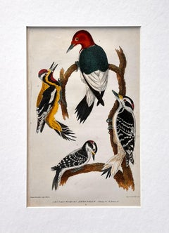 19th Century Print by Alexander Wilson of American Ornithology - Woodpeckers