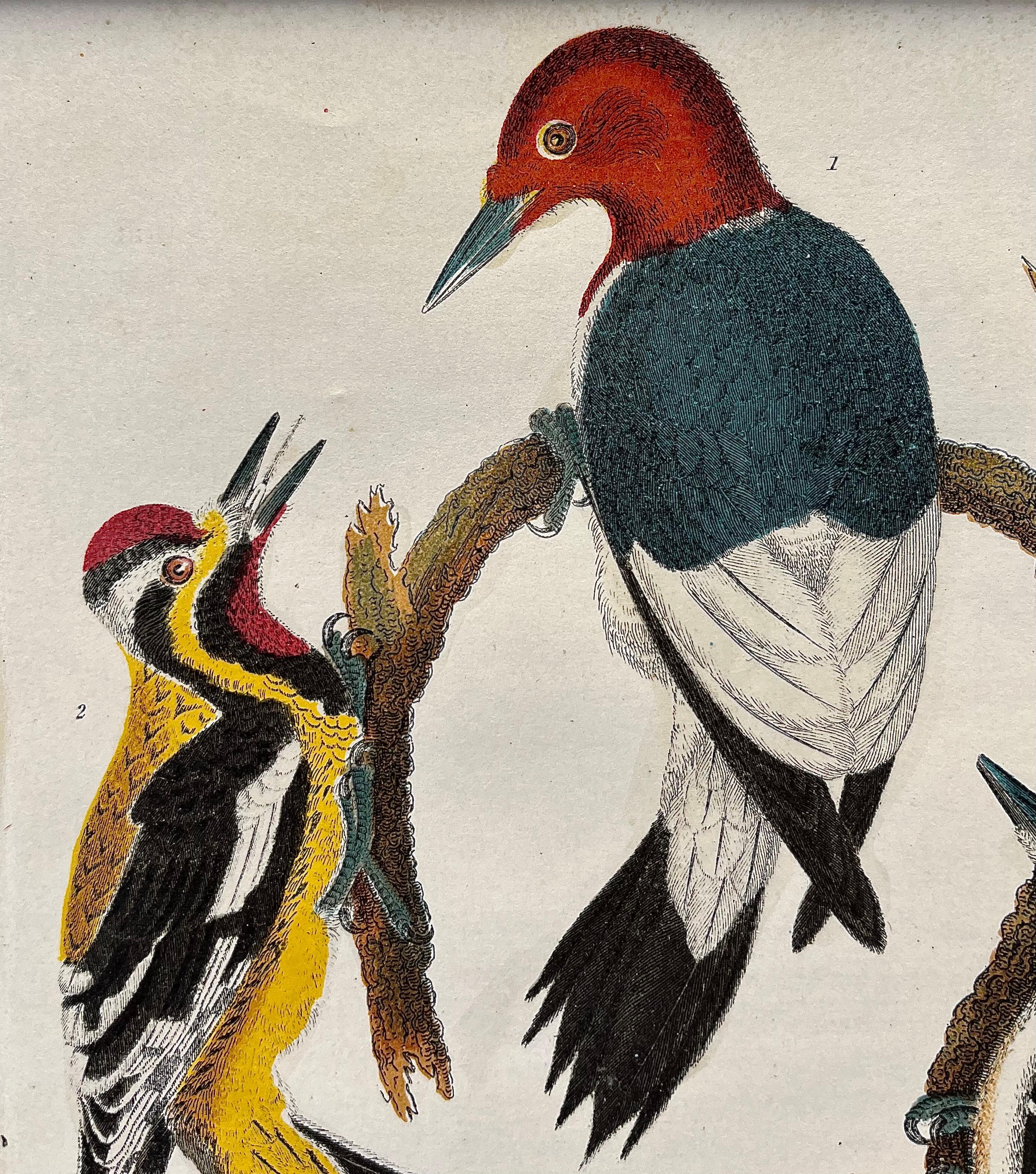 British 19th Century Print by Alexander Wilson of American Ornithology - Woodpeckers For Sale