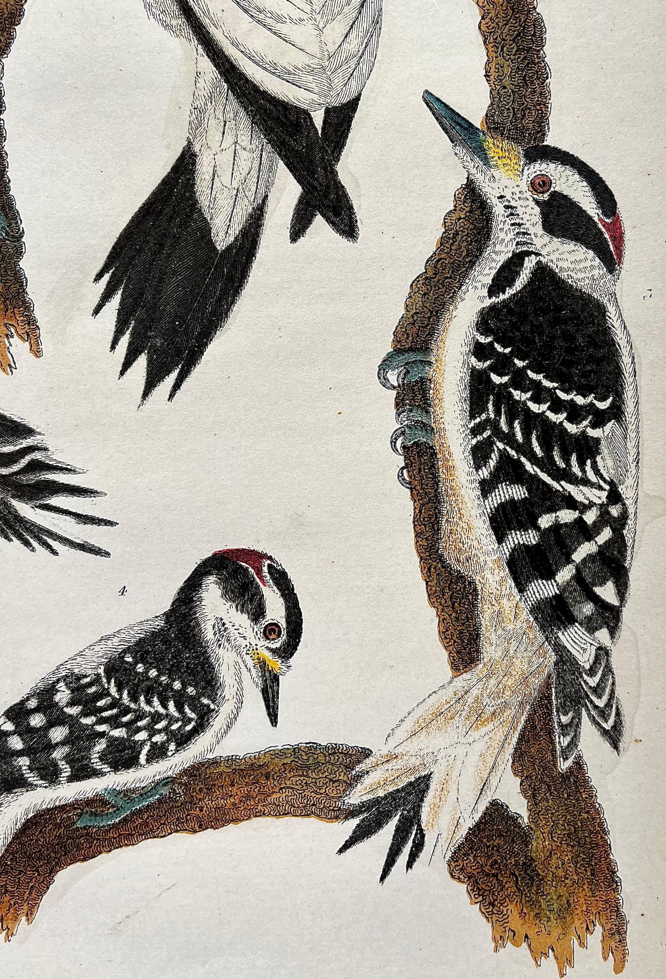 Engraved 19th Century Print by Alexander Wilson of American Ornithology - Woodpeckers For Sale