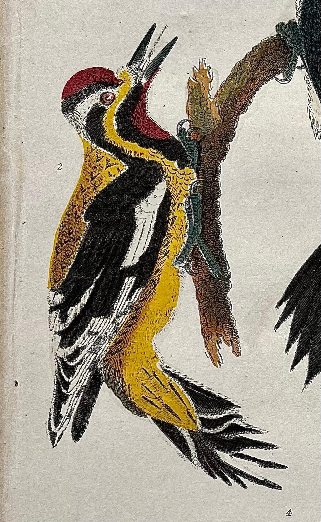 19th Century Print by Alexander Wilson of American Ornithology - Woodpeckers In Good Condition For Sale In Montréal, CA