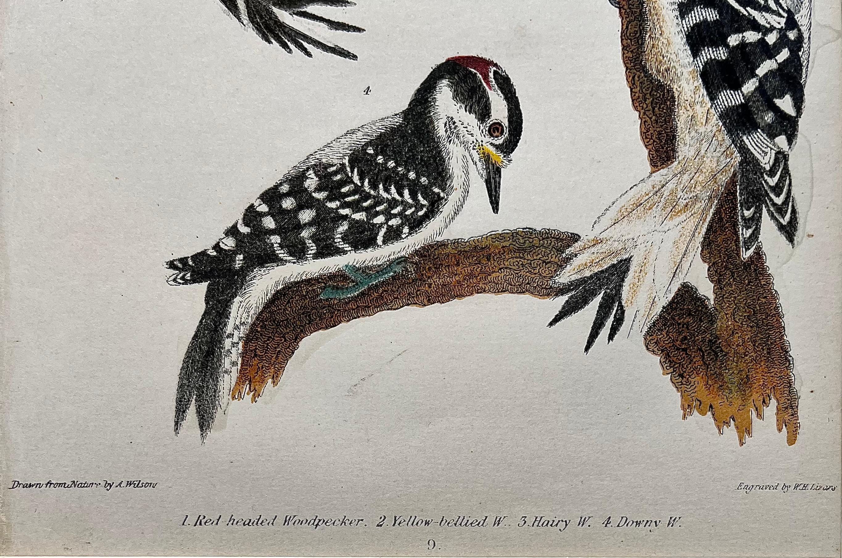 Paper 19th Century Print by Alexander Wilson of American Ornithology - Woodpeckers For Sale