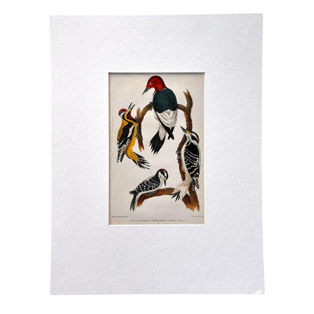 19th Century Print by Alexander Wilson of American Ornithology - Woodpeckers For Sale 1