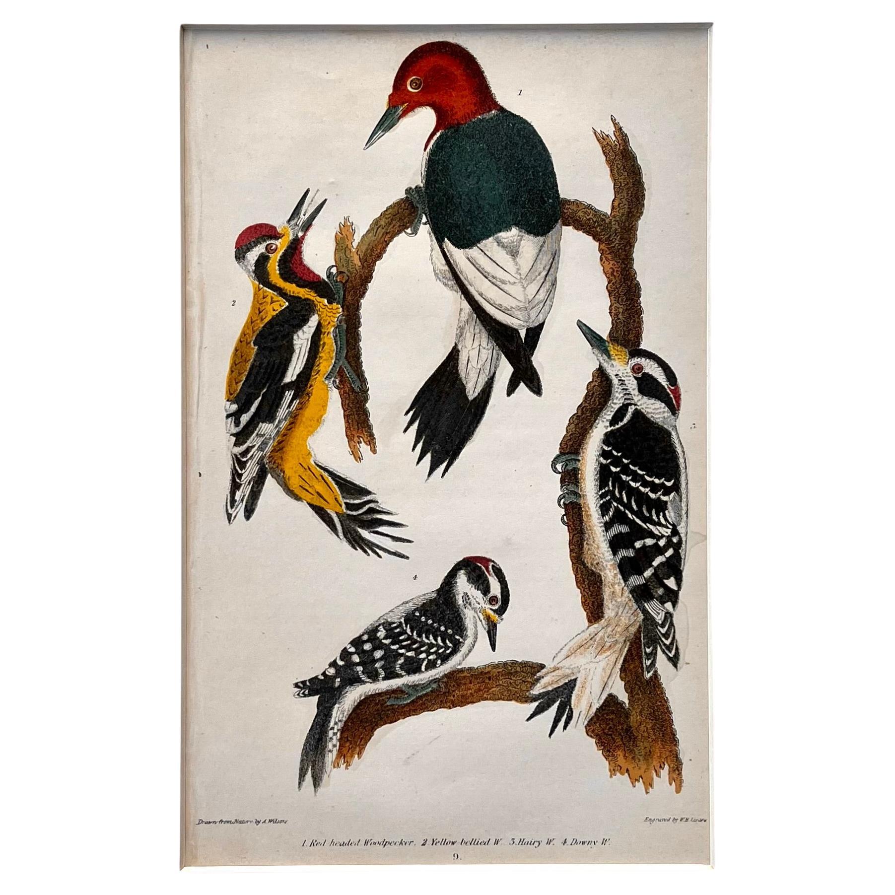 19th Century Print by Alexander Wilson of American Ornithology - Woodpeckers For Sale