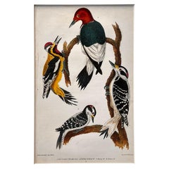 Gravure du XIXe siècle d'Alexander Wilson sur l'ornithologie américaine - Les pics