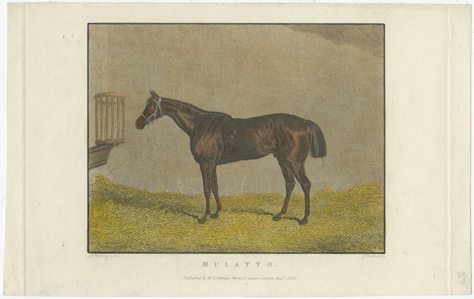 Engraved 19th-Century Racehorse Portraits: Pandora, Canteen, Mulatto, and Chateau Margaux For Sale