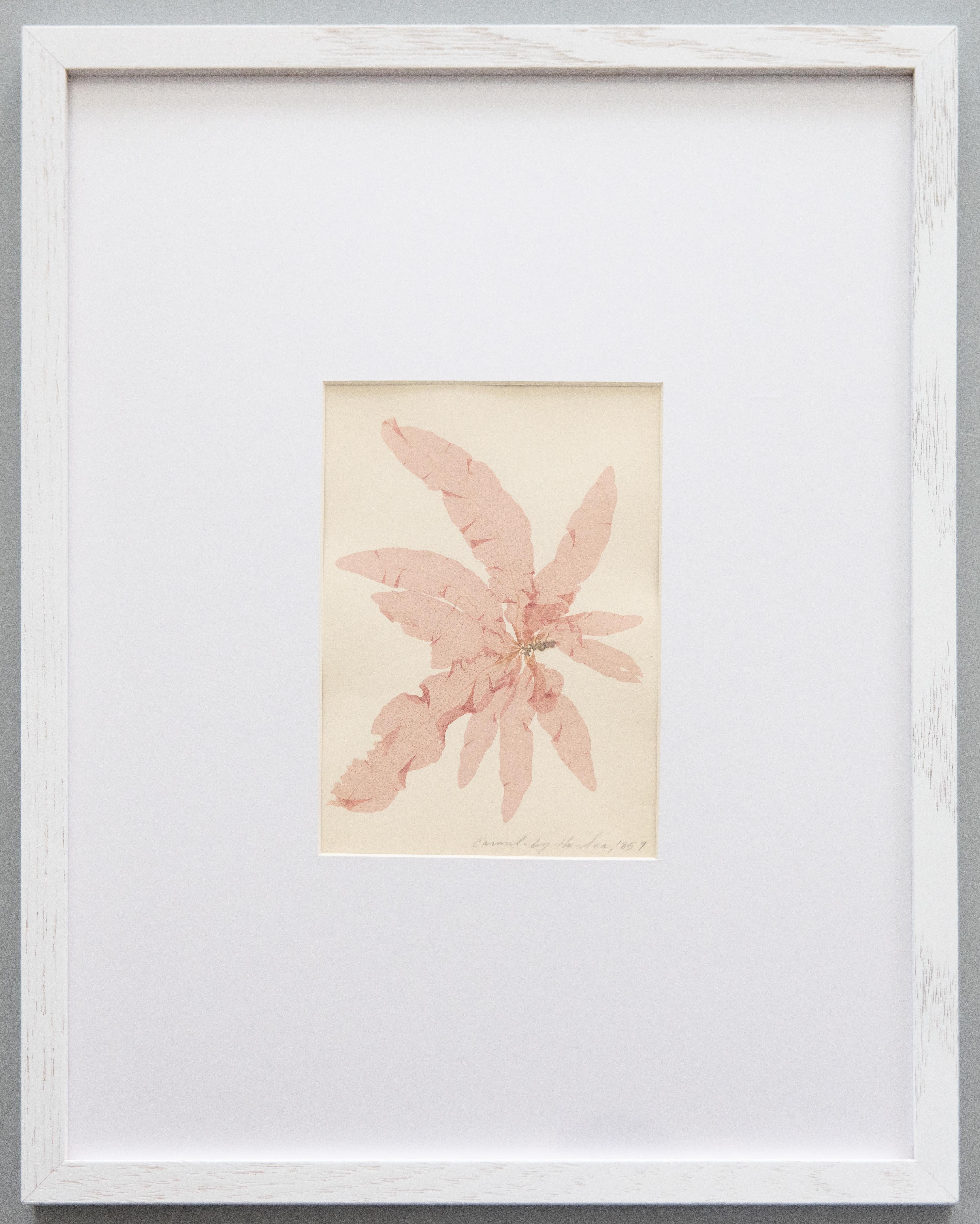 Rare spécimen d'algues pressées du 19e siècle, 1859 - ensemble de quatre spécimens en vente 3