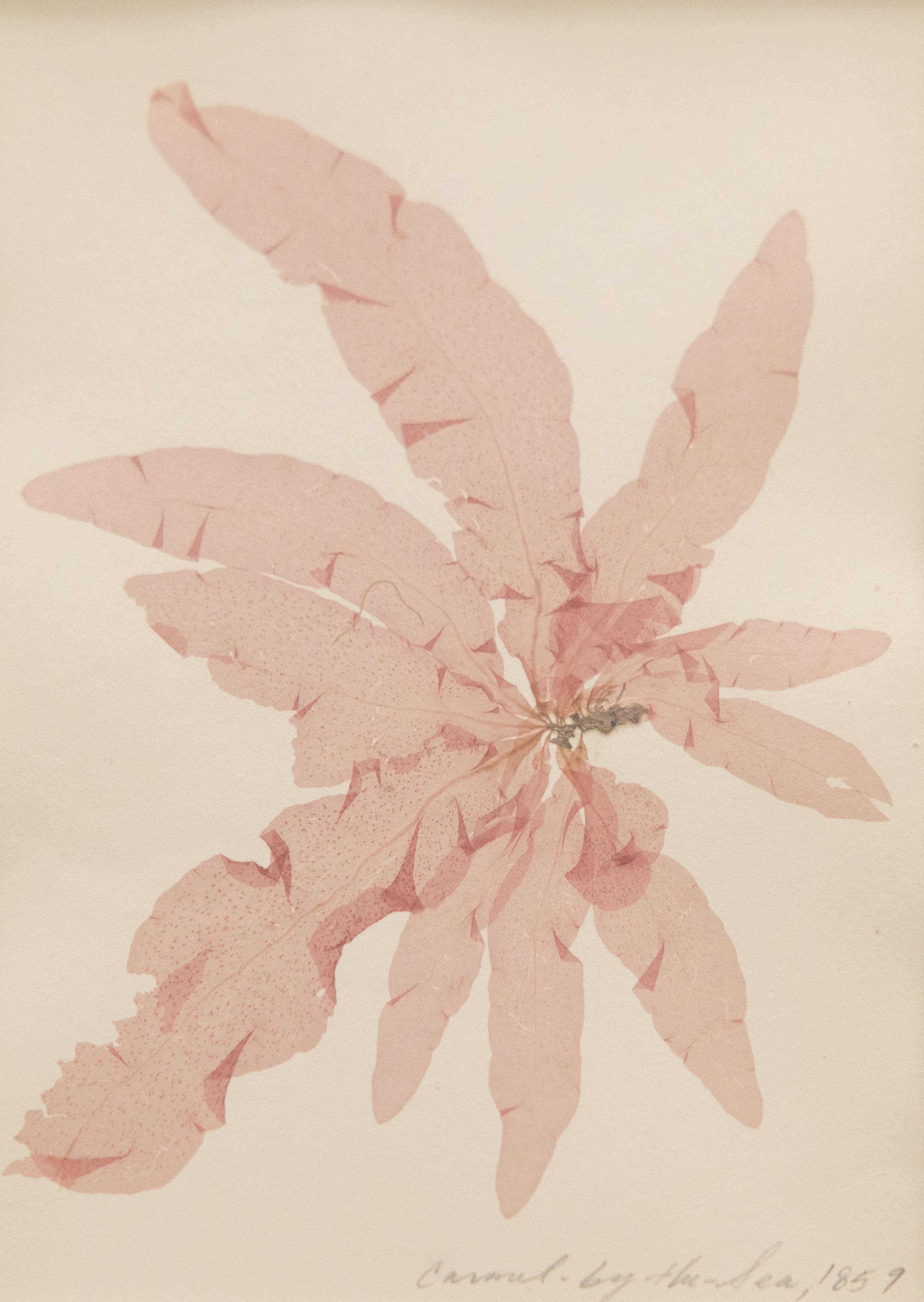 Rare spécimen d'algues pressées du 19e siècle, 1859 - ensemble de quatre spécimens en vente 4