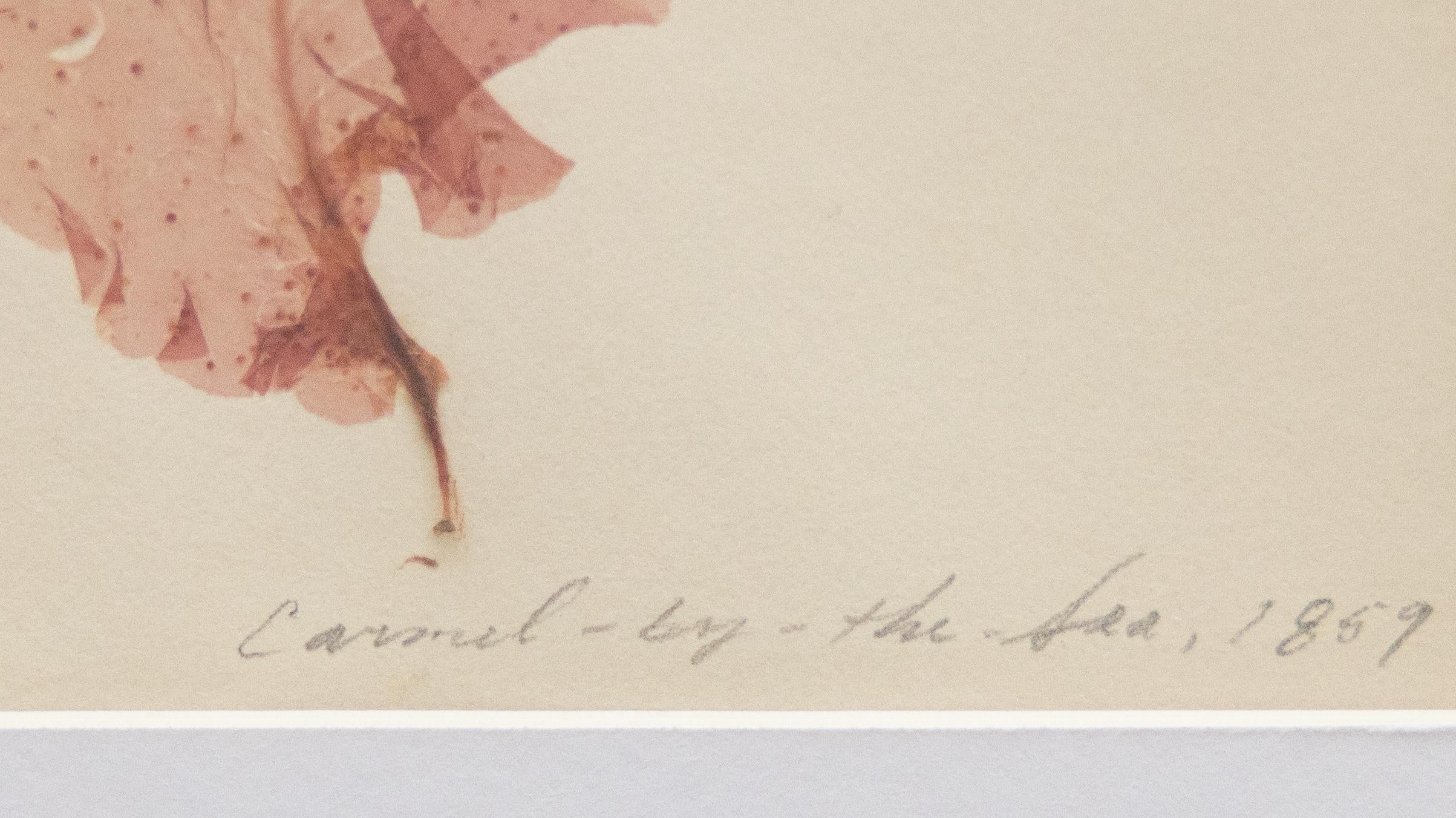 Rare spécimen d'algues pressées du 19e siècle, 1859 - ensemble de quatre spécimens en vente 5