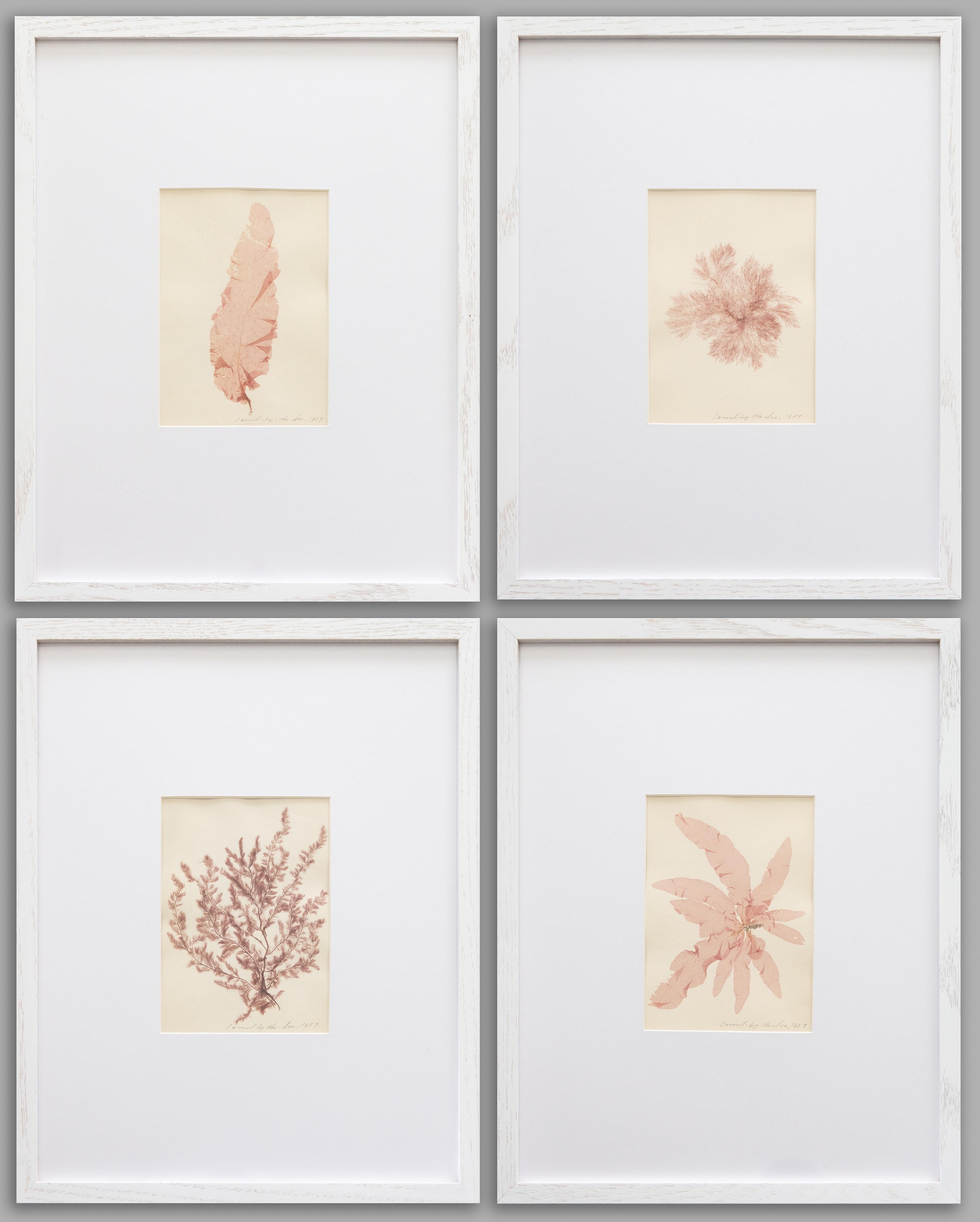 Rare spécimen d'algues pressées du 19e siècle, 1859 - ensemble de quatre spécimens en vente 8