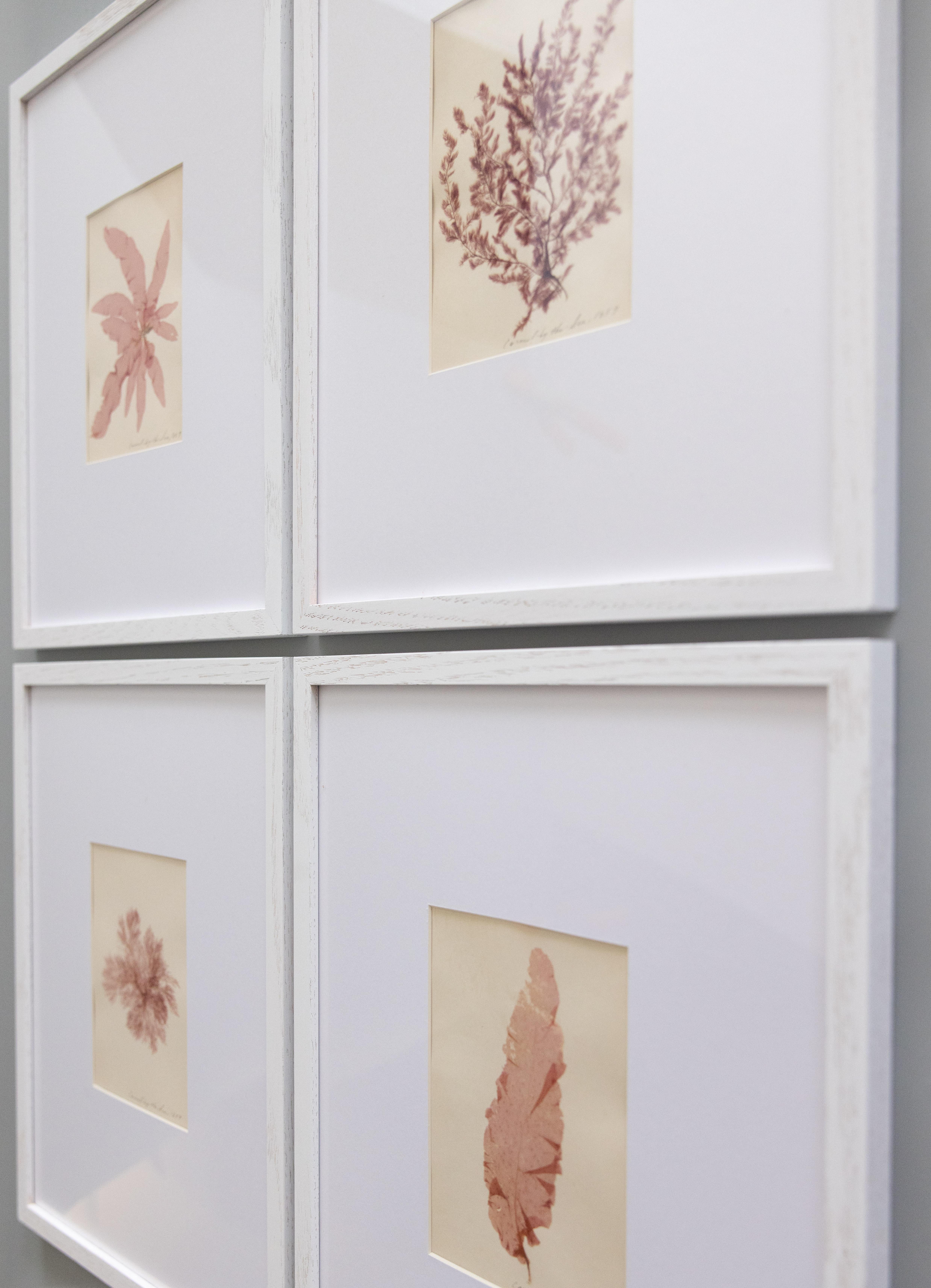 Américain Rare spécimen d'algues pressées du 19e siècle, 1859 - ensemble de quatre spécimens en vente