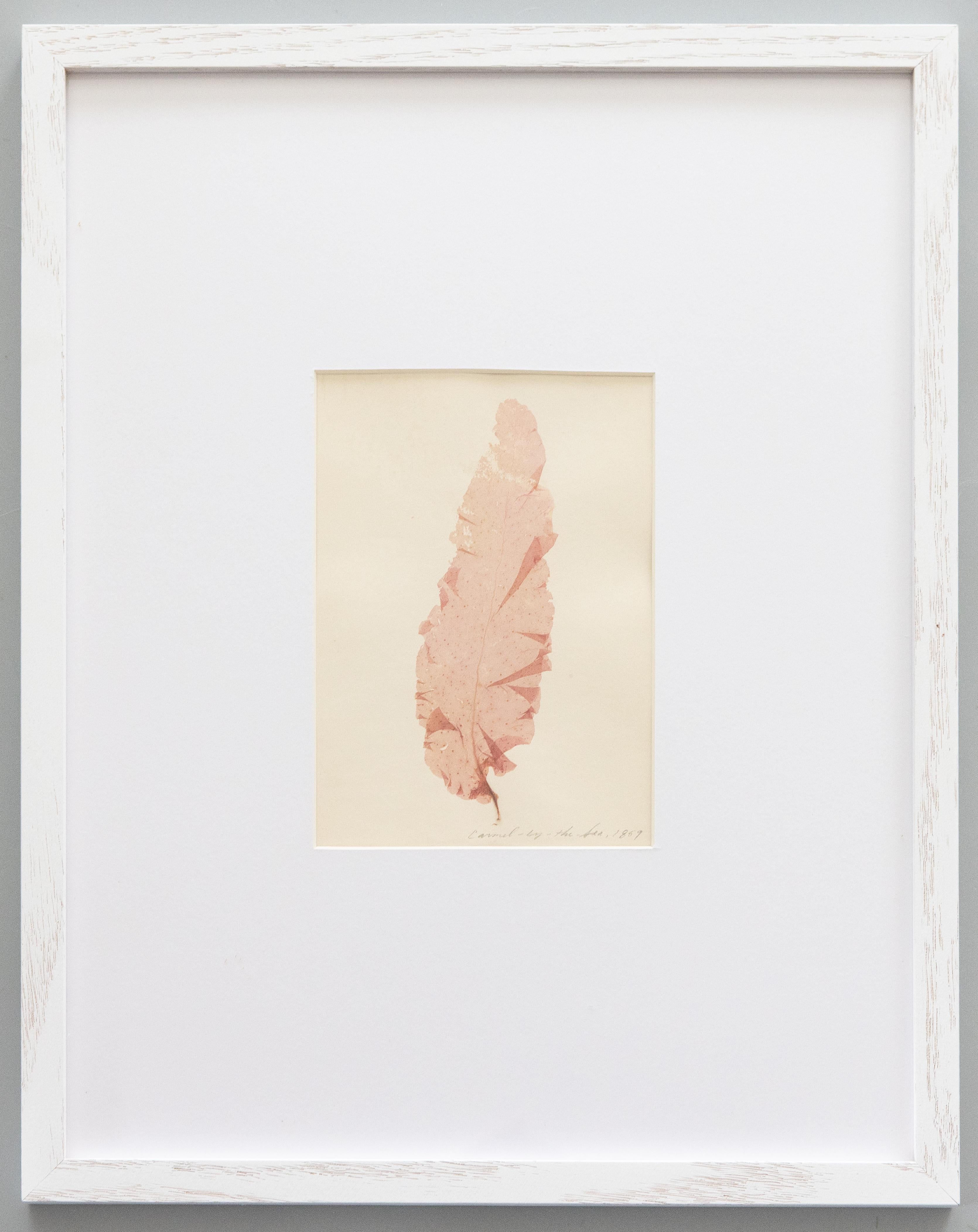 Pressé Rare spécimen d'algues pressées du 19e siècle, 1859 - ensemble de quatre spécimens en vente