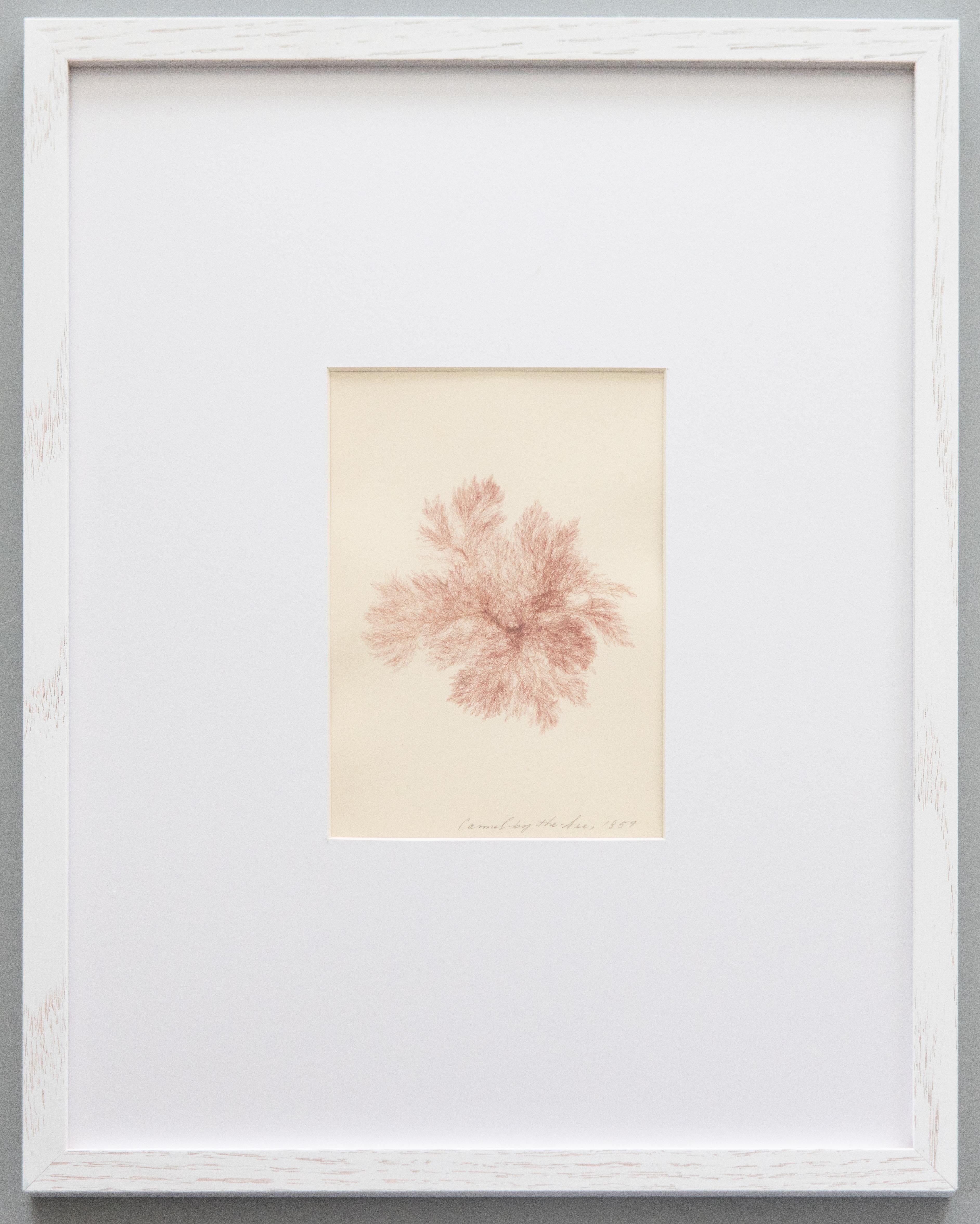 XIXe siècle Rare spécimen d'algues pressées du 19e siècle, 1859 - ensemble de quatre spécimens en vente