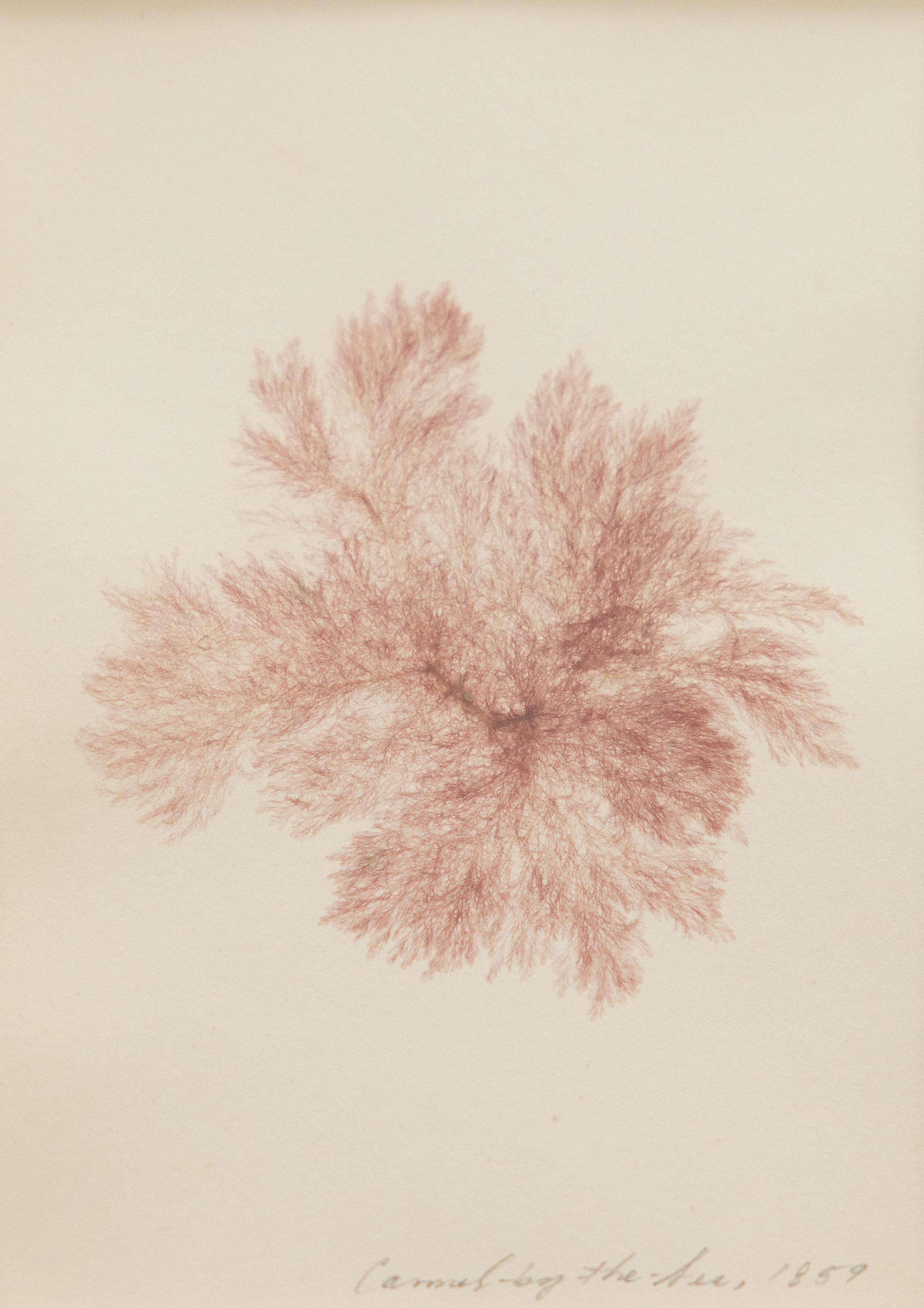 Chêne Rare spécimen d'algues pressées du 19e siècle, 1859 - ensemble de quatre spécimens en vente