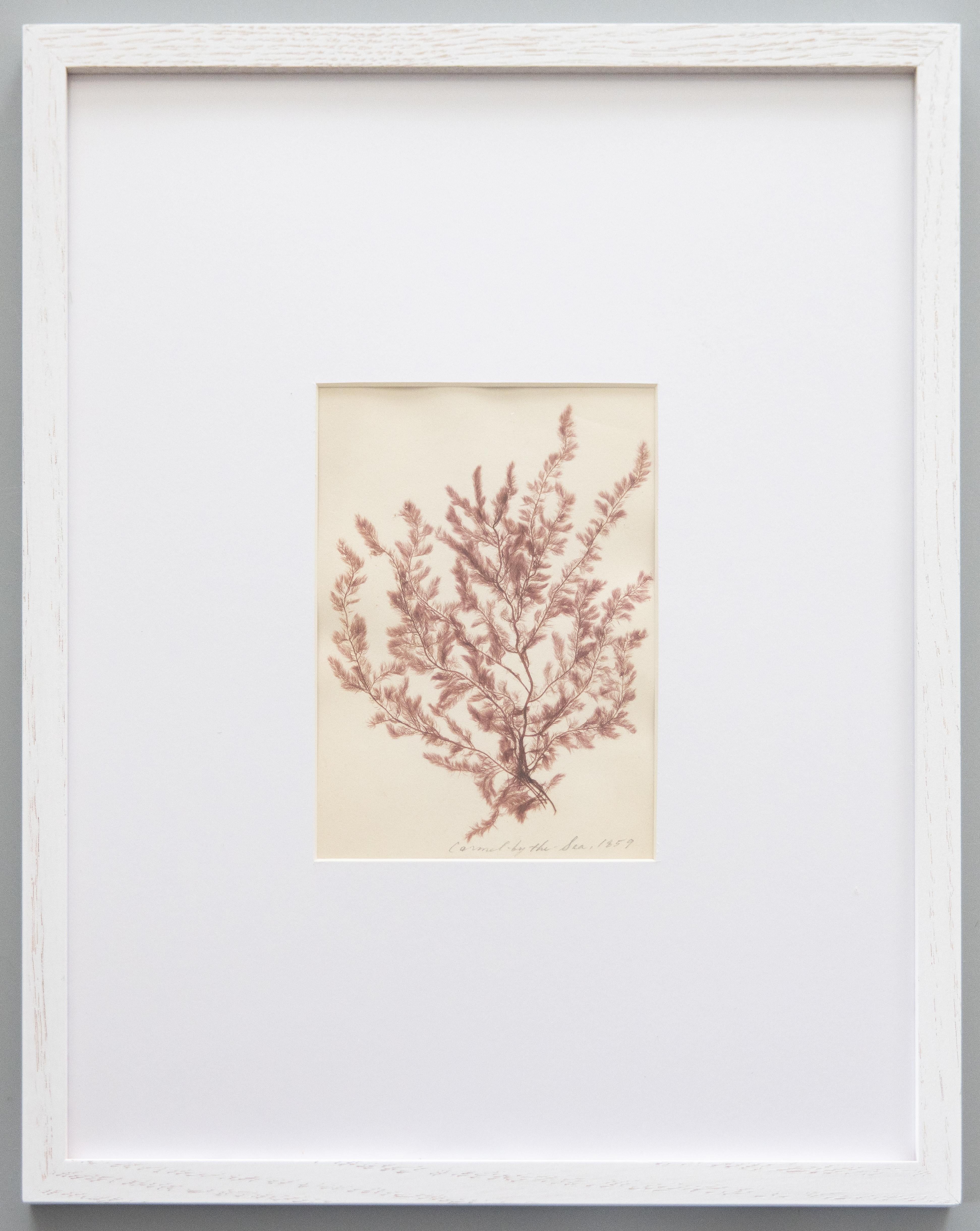 Rare spécimen d'algues pressées du 19e siècle, 1859 - ensemble de quatre spécimens en vente 1