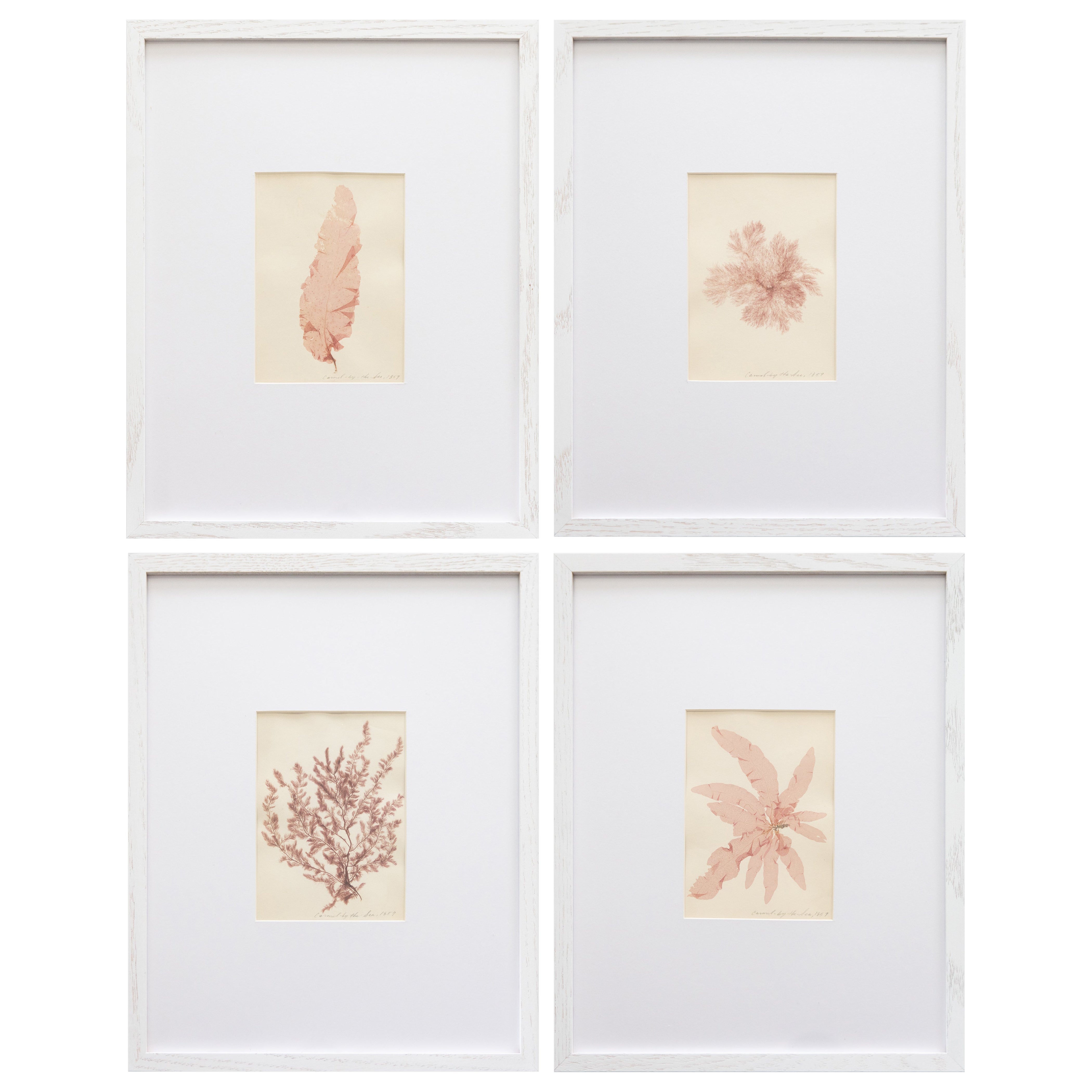 19th Century Rare Antique Pressed Seaweed Specimens, 1859 - set of four