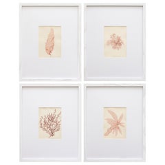 19th Century Rare Antique Pressed Seaweed Specimens, 1859 - set of four