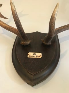 19th Century Red Stag Antlers Mounted on Shield Shaped Plaque