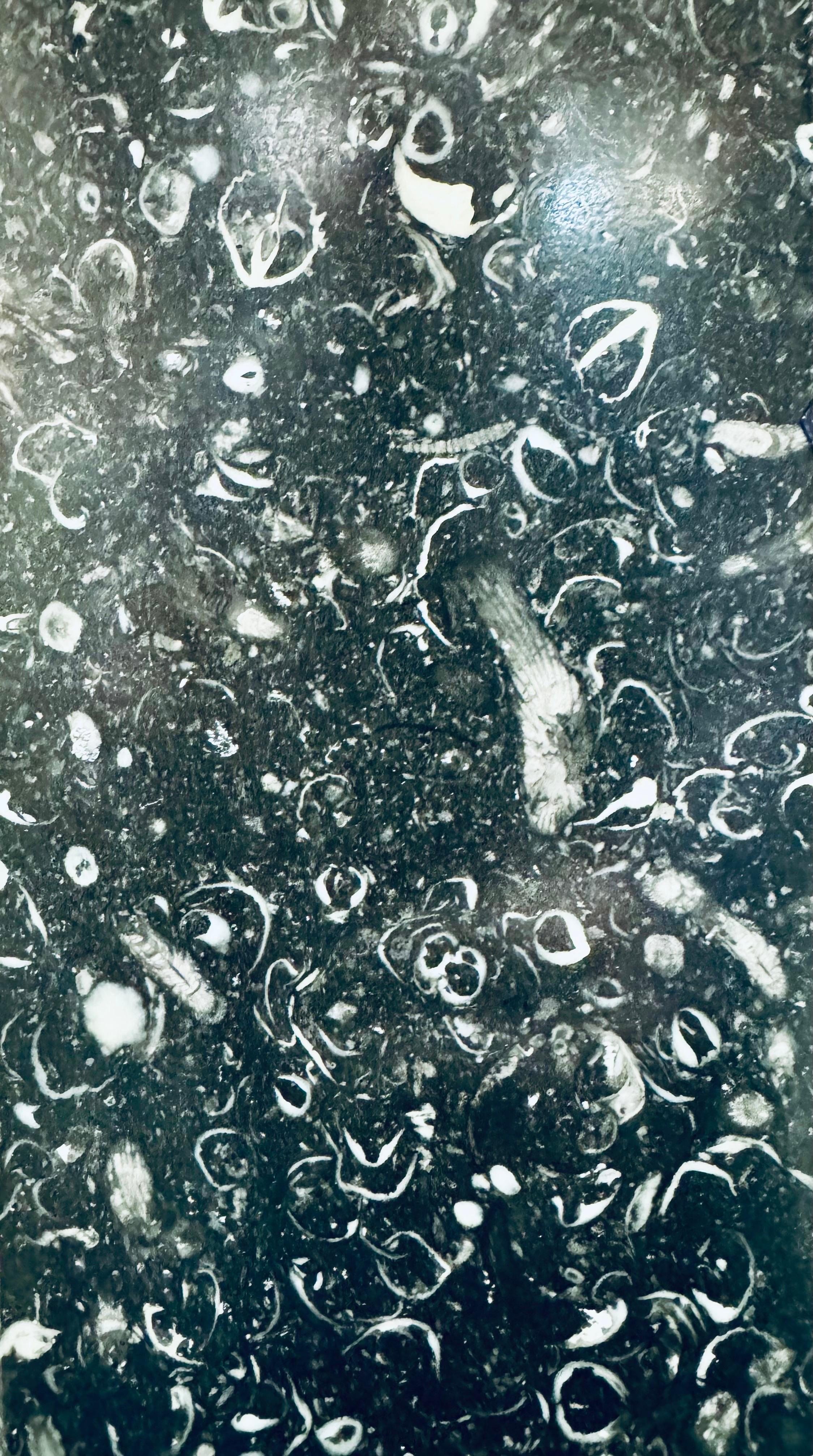 Scottish Kilkenny Fossil-Marmor-Kaminsims aus dem 19. Jahrhundert im Regency-Stil. (Frühes 19. Jahrhundert) im Angebot