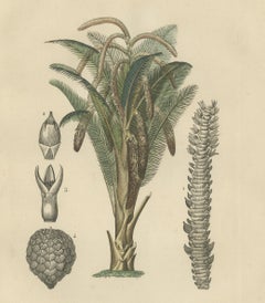 19th Century Sago Palm Tree Antique Engraving Original Handcoloring, 1845