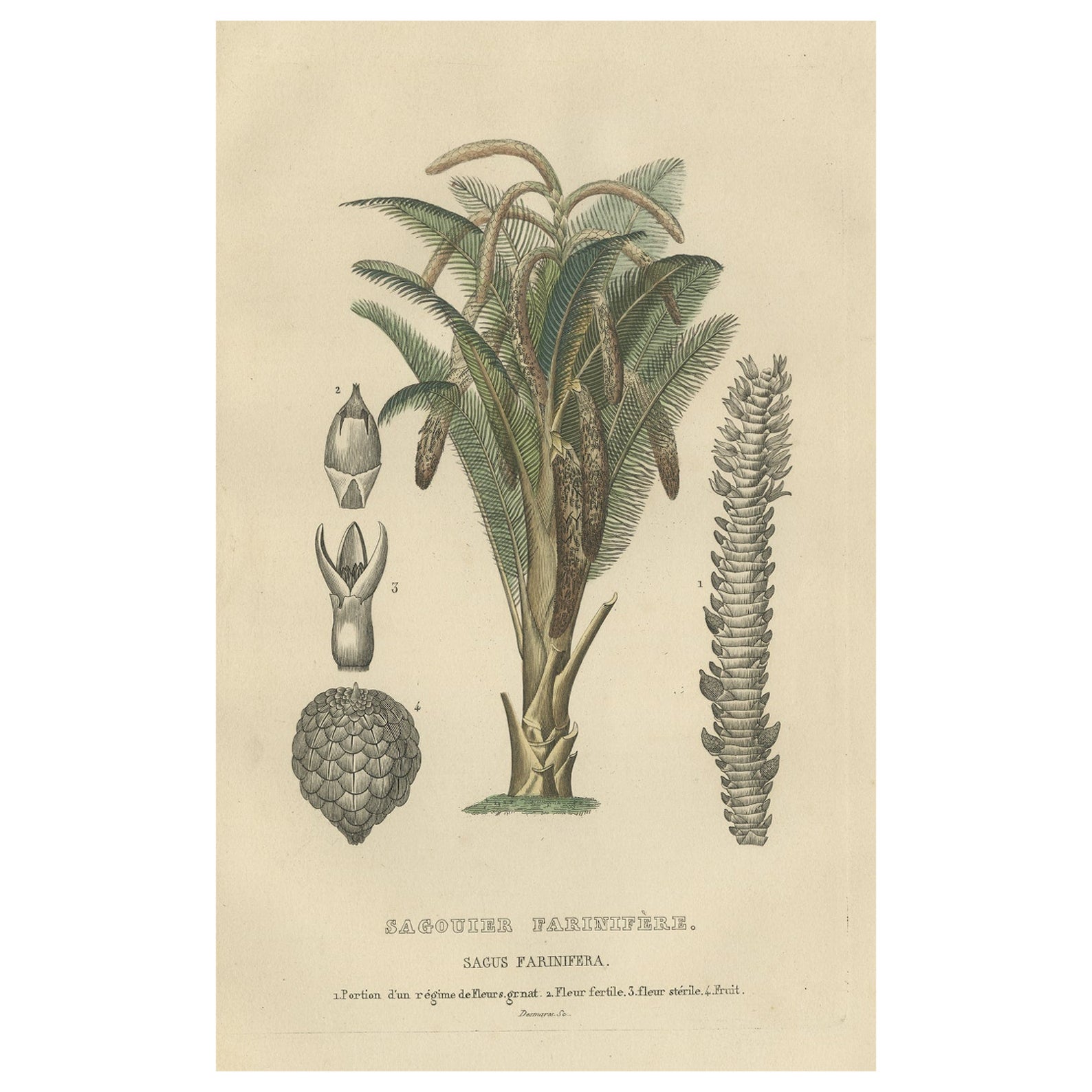 19th Century Sago Palm Tree Antique Engraving Original Handcoloring, 1845