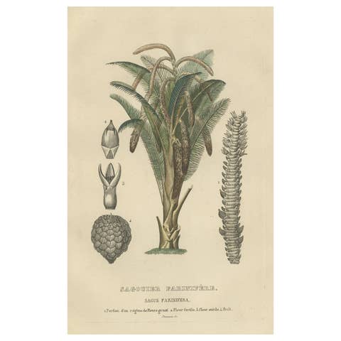 19th Century Sago Palm Tree Antique Engraving Original Handcoloring, 1845