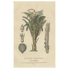 19th Century Sago Palm Tree Antique Engraving Original Handcoloring, 1845