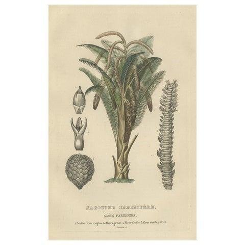 19th Century Sago Palm Tree Antique Engraving Original Handcoloring, 1845