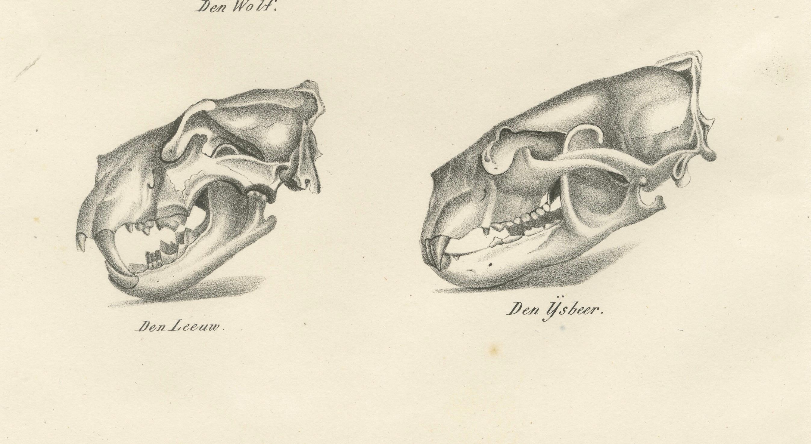 19th-Century Scientific Lithograph of Animal Skulls: Lion, Wolf, Bat, and More  

Description:  
This fascinating 19th-century lithograph presents a detailed study of various animal skulls, offering insight into comparative anatomy and natural