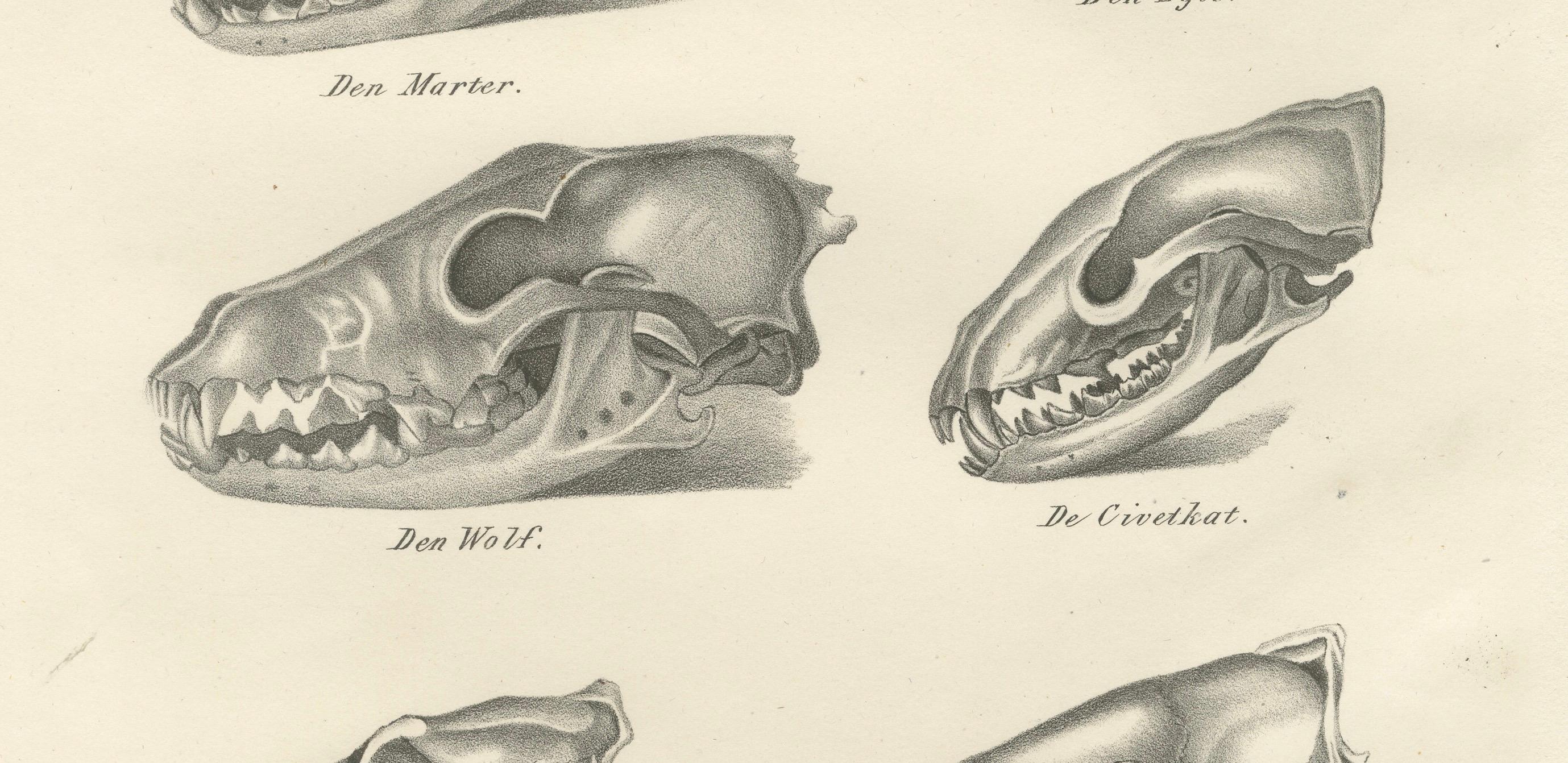 Engraved 19th-Century Scientific Lithograph of Animal Skulls: Lion, Wolf, Bat and more For Sale