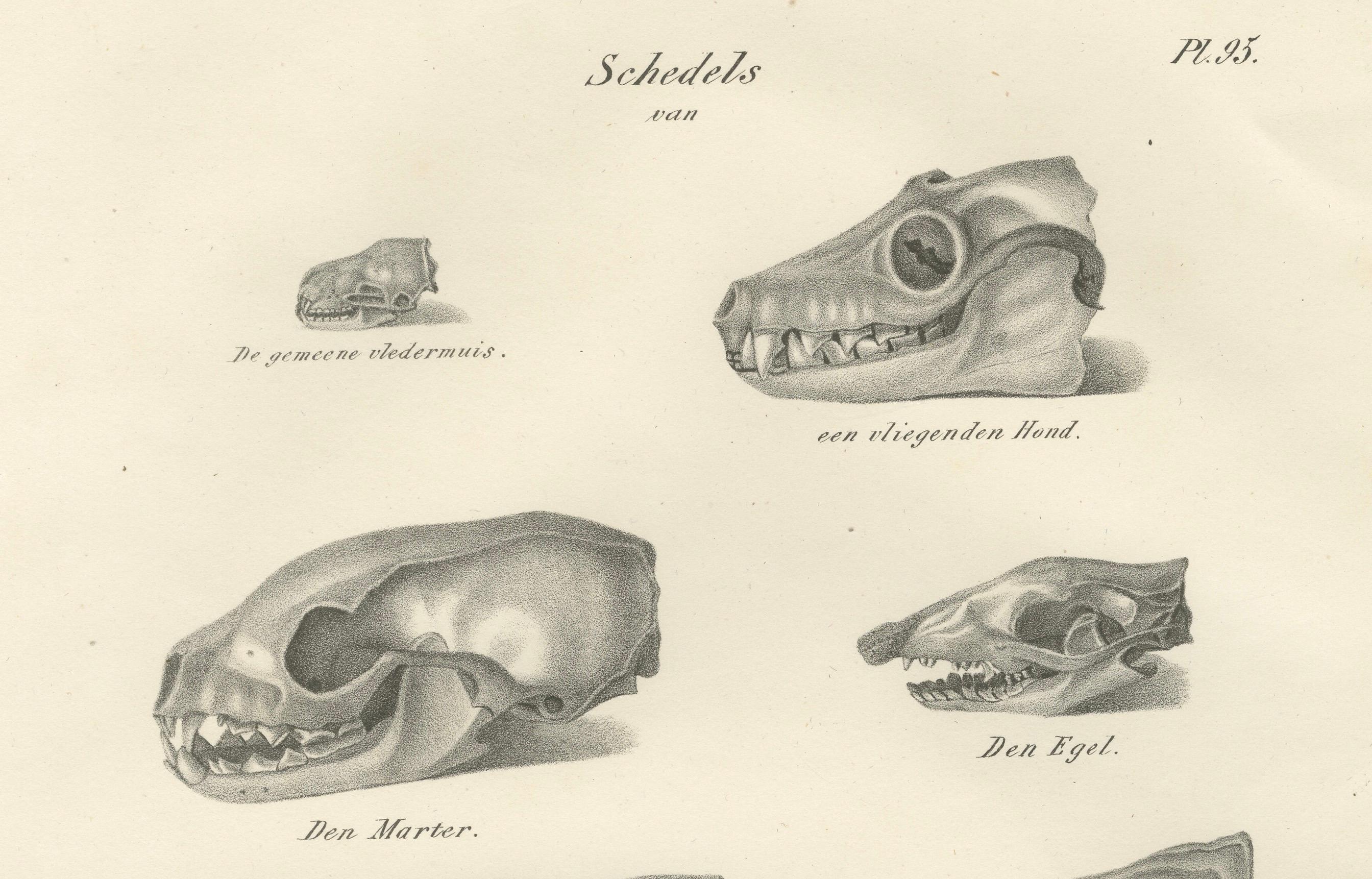 19th-Century Scientific Lithograph of Animal Skulls: Lion, Wolf, Bat and more In Good Condition For Sale In Langweer, NL