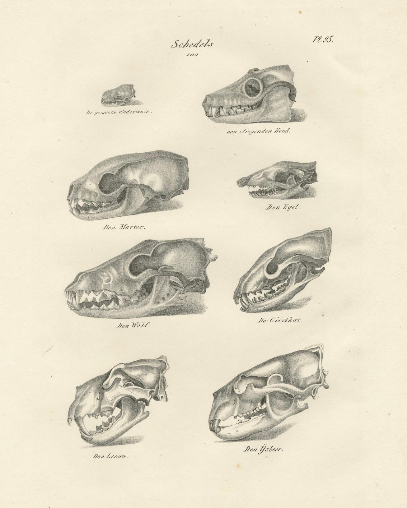 Mid-19th Century 19th-Century Scientific Lithograph of Animal Skulls: Lion, Wolf, Bat and more For Sale