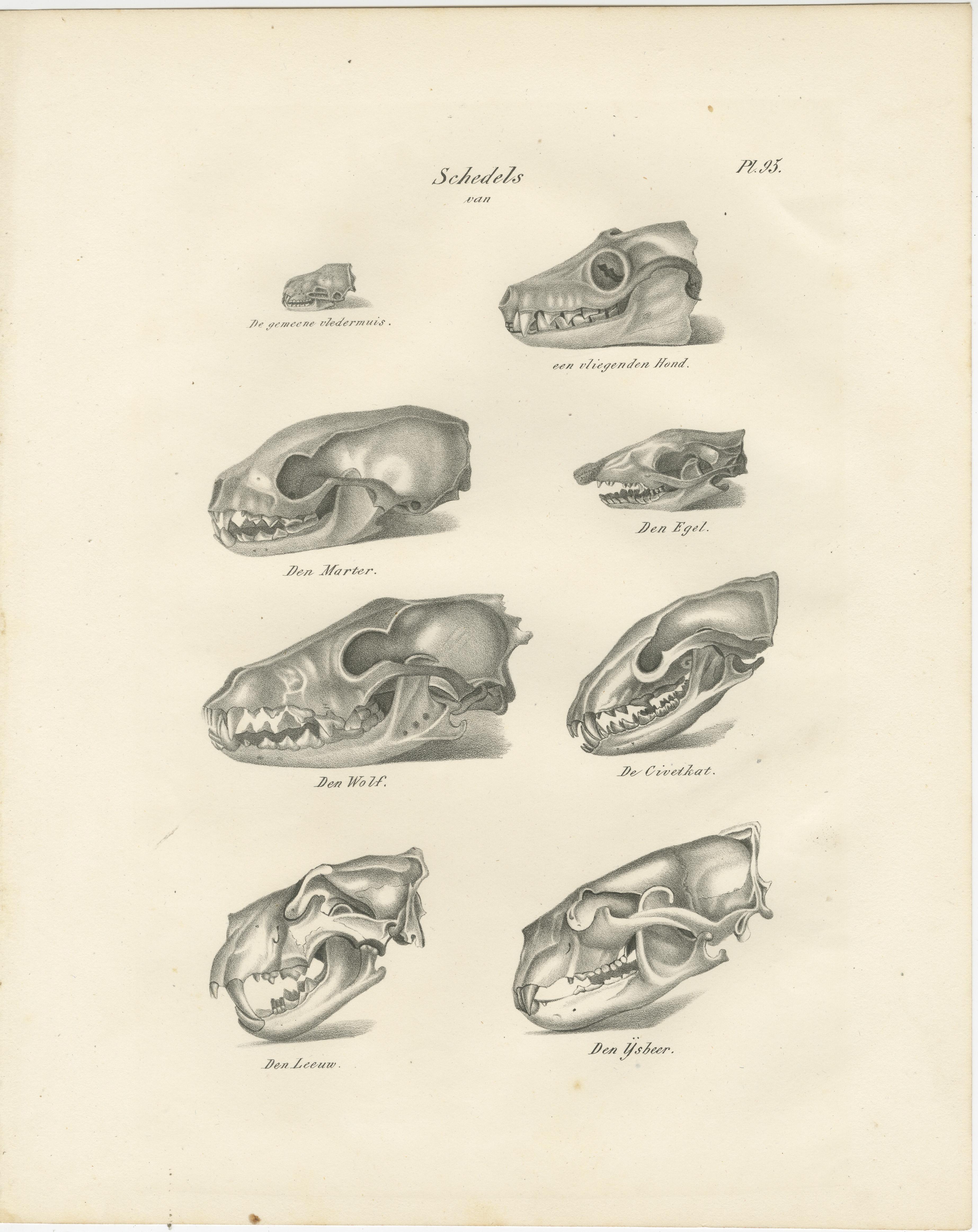 Paper 19th-Century Scientific Lithograph of Animal Skulls: Lion, Wolf, Bat and more For Sale