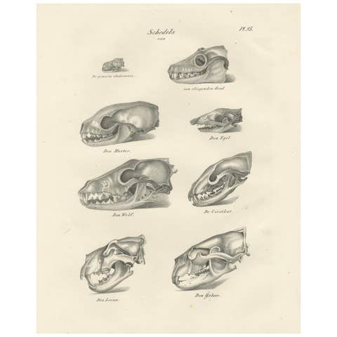 19th-Century Scientific Lithograph of Animal Skulls: Lion, Wolf, Bat and more