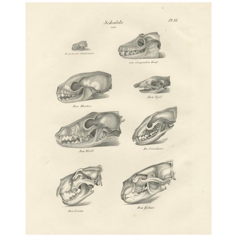 19th-Century Scientific Lithograph of Animal Skulls: Lion, Wolf, Bat and more